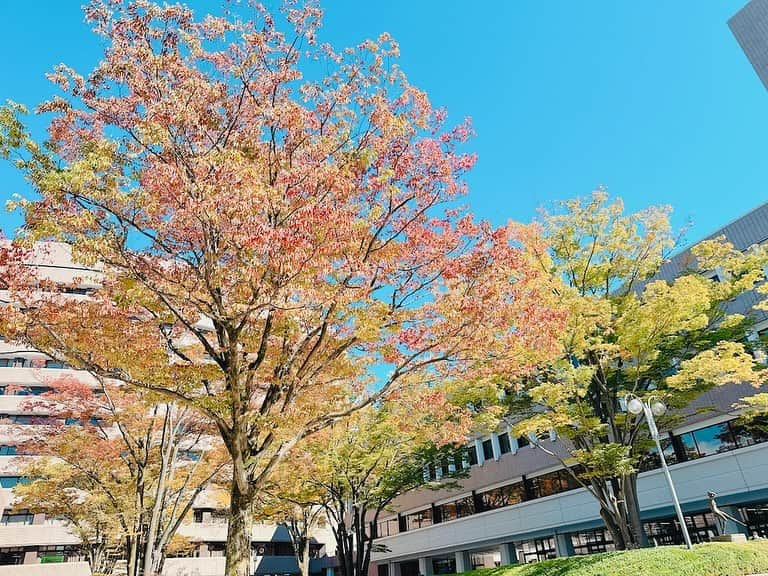 のインスタグラム：「こんばんは！  『感情直結型ギタリスト』西川進です！！  秋も深まり、、、  樹木が紅葉し始めました、、、。  季節は巡りますねえ、、、。  みなさまの所はいかがですか？  今まで行った観光地で、、、  紅葉が一番素敵だったのはどこかな？  上高地かな、、、京都かな、、、地元近江八幡かな、、、。  ううむ、、、甲乙つけがたい、、、  みなさまの紅葉レポートお待ちしております、、、。  今日と明日がみなさまにとって素敵な一日となりますように、、、。  #ミルベストショット #柴犬　#豆柴  ＿＿＿＿＿＿＿＿＿＿＿＿＿＿＿＿＿＿＿＿＿ ＿＿＿＿＿＿＿＿＿＿＿＿＿＿＿＿＿＿＿＿＿  sayuras(サユラス)初ワンマンライブのチケット一般発売開始！！  新しいバンドの幕開けの"瞬間"を見逃すな！！  チケットお求めはこちらから☟☟☟  ◉sayuras初ワンマンライブ"The Beginning"  2023.12.16(土)@下北沢CLUB Que ローソンチケット https://l-tike.com/sayuras/ イープラス https://eplus.jp/sayuras/  ◉sayuras 1st single『ナイン』disital released!  各配信サイト https://nex-tone.link/A00122820  MusicVideo https://youtu.be/gfM6s97elyk?si=1Wk7diqlXruUDgzu  ＿＿＿＿＿＿＿＿＿＿＿＿＿＿＿＿＿＿＿  株式会社 Emö SensatioN（Smash Room Group）は、  サポートミュージシャン  （特に！！ベーシスト、キーボーディスト）を急募します！！  応募はこちらから！！  https://emosensation.com/wanted/  Smash Room Group https://smashroom.com  #ミル #愛犬　#白豆柴 #白い豆柴  #sayuras　#サユラス　#西川進　#ギター #ギタリスト　#guitarist #サウンドプロデュース #スマッシュルーム　#SmashRoom #サポートミュージシャン  #レコーディング　#ソロ　#EmöSensatioN　#エモセンセイション　  #ギター教室 #音楽教室 #レッスン #スクール #エモスク  #演奏　#楽器　#音楽」