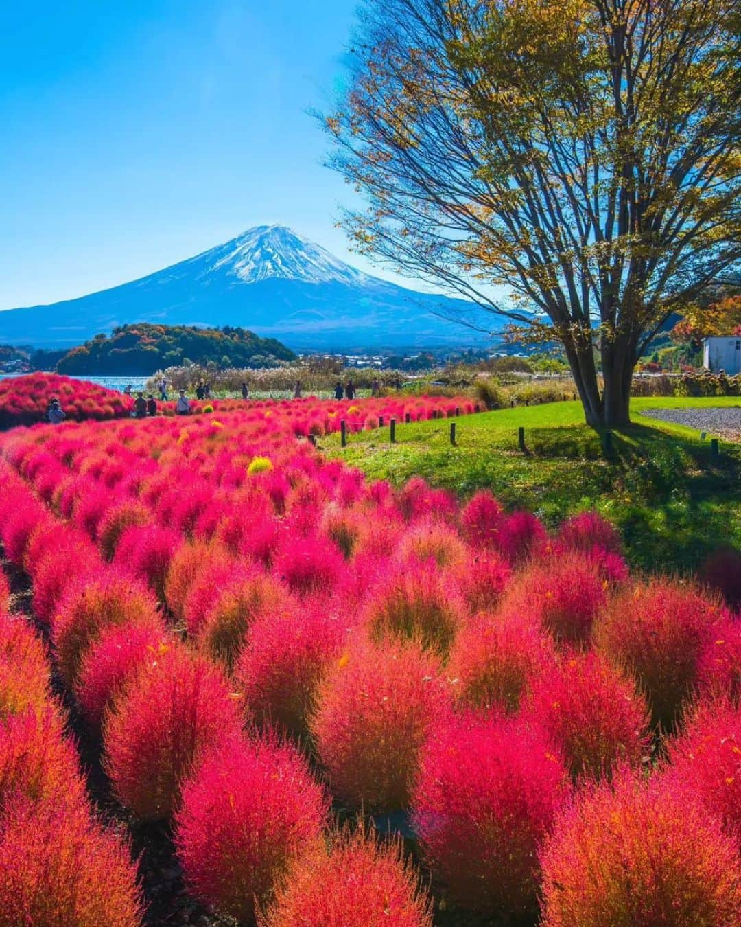 エイチ・アイ・エスさんのインスタグラム写真 - (エイチ・アイ・エスInstagram)「＼大石公園に真っ赤なコキアを見に行こう🍂／  河口湖北岸の大石公園では秋になると 真っ赤なコキアを楽しむことができます☺️  コキアの紅葉は例年10月中旬から下旬にかけて🍁  富士山とのコントラストがとっても綺麗✨ 週末のおでかけにいかがですか？🥰  …………………………………………………………… 📍 #山梨県 #河口湖 #大石公園 📸 @kam_kam_2020 さん  真っ赤なコキアと富士山が楽しめる河口湖大石公園。 河口湖周辺は紅葉スポットも多く、秋旅行におすすめオススメです。 ……………………………………………………………  旅先探しのヒントは こちらをチェック▶︎▶︎▶︎ @his_japan  —————— 📷旅のお写真募集中✈️ ——————  皆さんの旅の思い出は、@his_japan OR #his_japan2023 を付けてシェアしてください🙌 過去PICもOKです❗️  集まったお写真は、HISのSNSやオウンドメディアでご紹介🙆‍♀️  #旅の思い出 #国内旅行 #山梨観光スポット #山梨おすすめ #コキア #紅葉狩り  #紅葉スポット  #次の旅先リスト #旅行好きな人と繋がりたい #写真好きな人と繋がりたい #旅したくなるフォト #旅スタグラム #インスタトラベル #女子旅 #ひとり旅 #カップル旅 #家族旅行 #instatravel #instapassport #photooftheday #instaphotography #worldtravelpics #worldtraveler #japantravelphoto #yamanashitrip #oishipark」10月24日 18時03分 - his_japan