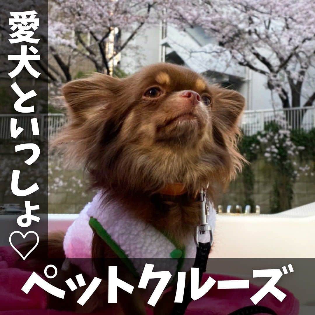 アニバーサリークルーズのインスタグラム：「🐶かわいい愛犬といっしょに貸切クルージング 🚢❤  アニバーサリークルーズの船は70隻以上あるので、 わんちゃんが一緒に乗れるものもご用意しています⚓✨  ⚓小型：アニー ⚓中型：ミッドブルー ⚓中型：オリエンタルノア ⚓大型：セレブリティ2 etc…  船上プランナーへお気軽にご相談を💁🏻‍♀️⛴️  ＿＿＿＿＿＿＿＿＿＿＿＿  東京・横浜・千葉の貸し切りクルージングは 年間2,000以上のクルーズ実績がある 「#アニバーサリークルーズ」にお任せください🚢〰︎  70隻から選べる完全オーダーメイドの 特別な貸切クルージングで 「#忘れられない記念日」をつくりませんか？  お問い合わせはお気軽にどうぞ💁‍♀️ ＿＿＿＿＿＿＿＿＿＿＿＿  #クルーズ #クルーズ船 #船 #船好きな人と繋がりたい  #anniversarycruise #貸切クルージング #船上パーティー #パーティー #絶景 #貸切 #ペット可 #ペット #ペットokのお席あり  #わんちゃん #愛犬家 #愛犬との時間 #ペットのいる生活  #ペット同伴可 #わんこ #東京観光 #東京タワー #レインボーブリッジ #お出かけ #お出かけスポット  #tokyo #odaiba #tokyotower #cruising」