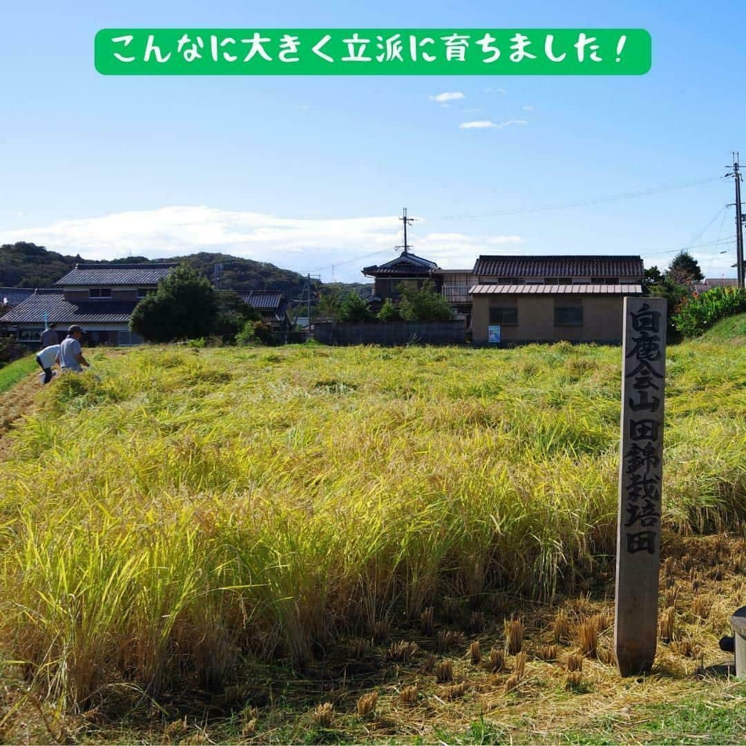 辰馬本家酒造株式会社(白鹿) さんのインスタグラム写真 - (辰馬本家酒造株式会社(白鹿) Instagram)「～📅山田錦成長記録～ 2023年10月21日　その①  兵庫県三木市の特産である、酒米の王様「山田錦」の稲刈り勉強会が行われました📝  2023年6月17日に植えた山田錦は立派に成長し、黄金色の稲穂が垂れ下がっていました🌾✨  コンバインは稲を刈り取り、籾の脱穀（刈り取った稲の穂先から、籾(もみ)を分離する作業）、わらの処理(裁断など)を行う機械です。  大きなコンバインの操作は難しかったそうですが、丁寧に指導していただき綺麗に刈り取りが出来ました✨  指を切ったり機械に巻き込まれないように注意しながら、田んぼの一部は鎌を使って手刈りし、コンバインで脱穀をしました。  刈り取った籾をトラックに積んで、JA兵庫みらいのライスセンターへ運びます。  その２へつづく…  最後までご覧いただきありがとうございます。 いいね、コメント、フォローしていただけるととても嬉しいです💕  #山田錦 #山田錦成長記録 #yamadanishiki #酒米 #酒米の王様 #白鹿会 #農業 #稲刈り #白鹿 #黒松白鹿 #辰馬本家酒造 #日本酒 #灘五郷 #hakushika  #kuromatsuhakushika #sake #nihonshu #nadagogo #japan  #日本酒好きな人と繋がりたい #ポン酒タグラム」10月24日 18時02分 - hakushika_official