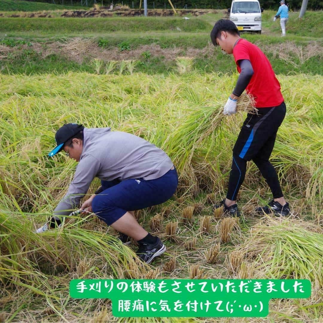 辰馬本家酒造株式会社(白鹿) さんのインスタグラム写真 - (辰馬本家酒造株式会社(白鹿) Instagram)「～📅山田錦成長記録～ 2023年10月21日　その①  兵庫県三木市の特産である、酒米の王様「山田錦」の稲刈り勉強会が行われました📝  2023年6月17日に植えた山田錦は立派に成長し、黄金色の稲穂が垂れ下がっていました🌾✨  コンバインは稲を刈り取り、籾の脱穀（刈り取った稲の穂先から、籾(もみ)を分離する作業）、わらの処理(裁断など)を行う機械です。  大きなコンバインの操作は難しかったそうですが、丁寧に指導していただき綺麗に刈り取りが出来ました✨  指を切ったり機械に巻き込まれないように注意しながら、田んぼの一部は鎌を使って手刈りし、コンバインで脱穀をしました。  刈り取った籾をトラックに積んで、JA兵庫みらいのライスセンターへ運びます。  その２へつづく…  最後までご覧いただきありがとうございます。 いいね、コメント、フォローしていただけるととても嬉しいです💕  #山田錦 #山田錦成長記録 #yamadanishiki #酒米 #酒米の王様 #白鹿会 #農業 #稲刈り #白鹿 #黒松白鹿 #辰馬本家酒造 #日本酒 #灘五郷 #hakushika  #kuromatsuhakushika #sake #nihonshu #nadagogo #japan  #日本酒好きな人と繋がりたい #ポン酒タグラム」10月24日 18時02分 - hakushika_official