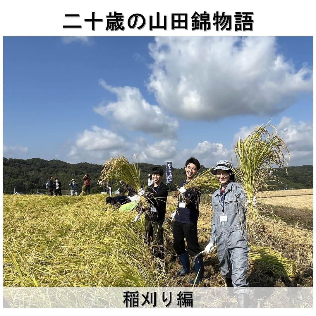 白鶴酒造株式会社のインスタグラム：「🌾🍶 ＼#二十歳の山田錦物語／ 10月15日（日）に秋晴れの兵庫県三木市吉川町で 県下の大学生17名が #山田錦 の「#稲刈り」を体験！  6月の田植えから、農家さんが丹精込めて育ててくださった 山田錦がたわわに実っています。 農家さんから鎌の使い方や、刈取った稲の束ね方の手ほどきを受けて 学生たちが刈り進めていきました。  慣れない作業で、農業の大変さを体感したあとは、 共同の乾燥施設ライスセンターの見学。 酒米を一手に引き受けるJAみのりのライスセンターは外観も酒蔵然としています。 収穫された山田錦（村米）は、乾燥、もみすりして玄米にし、各酒蔵ごとに分けられます。  「鎌で刈るのがこんなに大変だとは思わなかったが楽しかった」 「稲の生長のすごさに驚いた」 「出来あがりのお酒が楽しみ。自分好みの味、飲みやすい味になったらいいな」 「もう二十歳になったけど、初めて飲む日本酒は自分が関わったこのお酒と決めている」  次回は、来年1月の白鶴での醸造体験です。 どんなお酒に仕上がるのか、私たちも楽しみです。  このイベントは、20歳を迎える兵庫県下の学生を対象に、 山田錦の栽培と酒造りを通じ、村米制度の伝統を伝え、 兵庫県が日本一の生産量を誇る 山田錦と日本酒への関心を高めてもらう ことを目的として、山田錦生産者とJA・行政が主催しています。 今年は、当社の村米地区の1つがこのプロジェクトの圃場となるため、 当社が収穫したお米でのお酒造りに協力します。  #白鶴 #hakutsuru #日本酒   🔽皆さんも稲刈りしてみたいですか?」