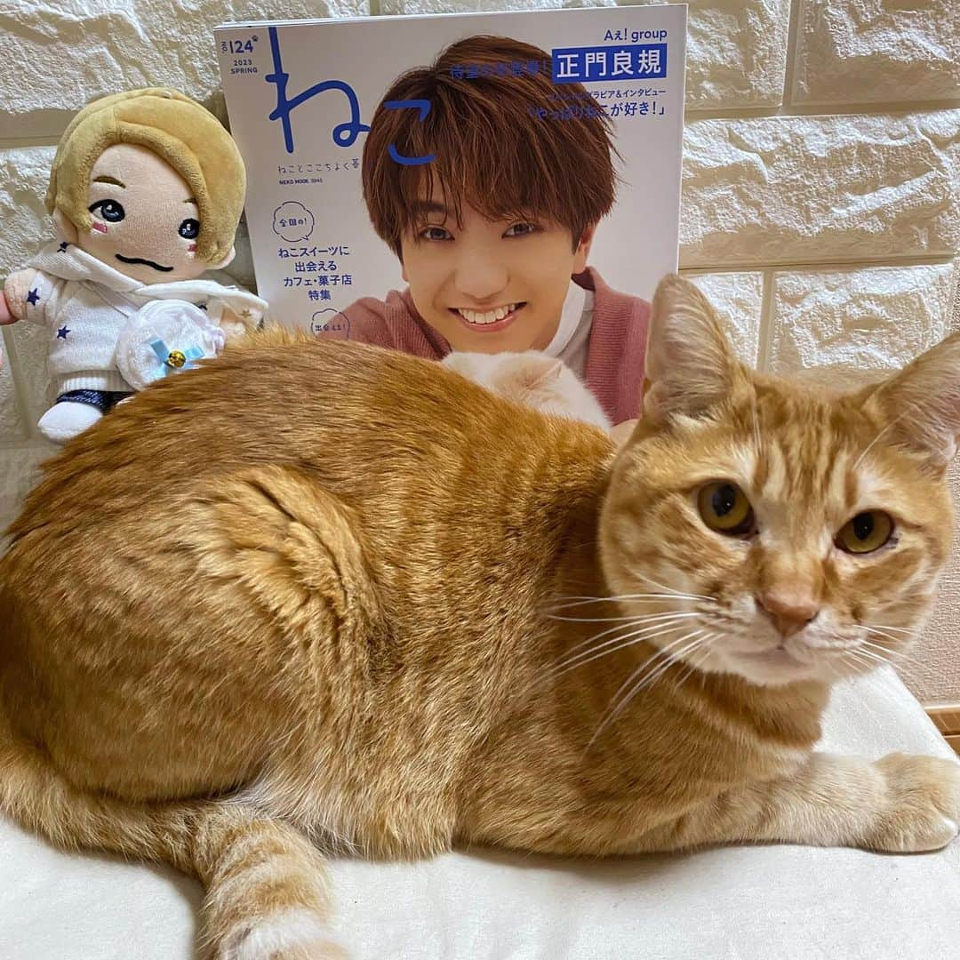 ねこさんのインスタグラム写真 - (ねこInstagram)「😻  ＼＼＼｜｜｜｜／／／　 #ねこは人を笑顔にする  　 春のねこ祭り 　　　 大発表会 ／／／｜｜｜｜＼＼＼  マロン／ @coco_eighter0126   「正門くん表紙のねこと愛猫💕」  #雑誌ねこ #ねこ #猫 #ねこのいる生活 #ねこすきさんと繋がりたい #ねこすたぐらむ #猫写真 #neko_magazine #cat #cats #catlover #catlife #catstagram #kat #katze #gato #kedi #catphoto #catphotography #雑誌ねこ125号 #雑誌ねこ124号」10月24日 19時05分 - neko_magazine