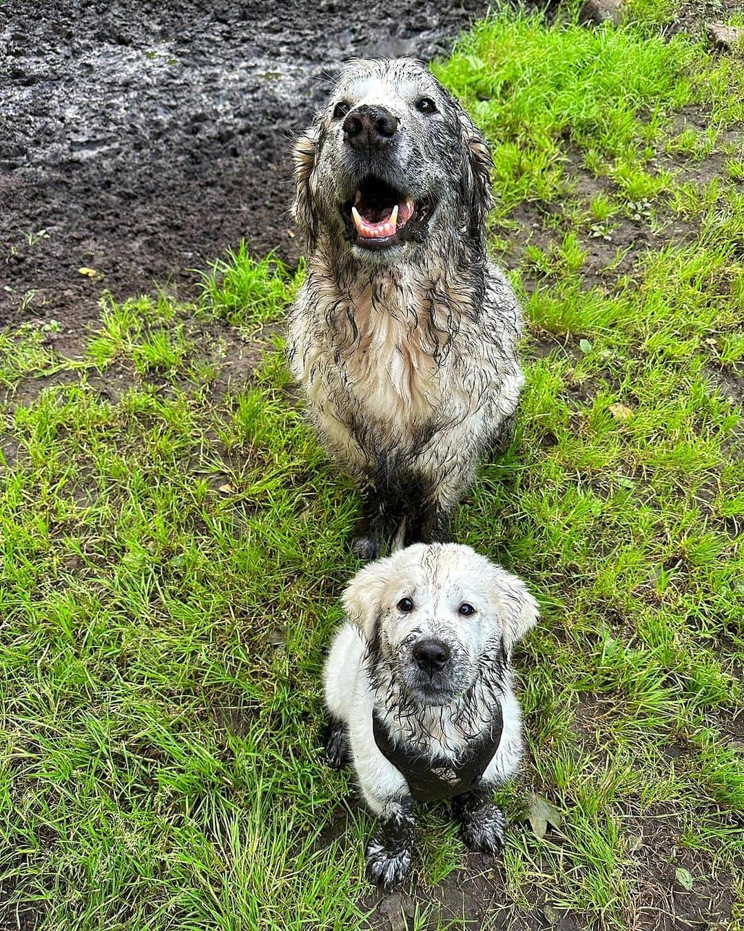 8crapのインスタグラム：「A muddy pup is a happy pup - Want to get featured like them? Join “The Barked Club” on FACEBOOK and post something now! 👉 barked.com - 📷 @hubertthegoldenretriever - #TheBarkedClub #barked #dog #doggo #puppy #pupper #GoldenRetriever #GoldenRetrieverPuppy」