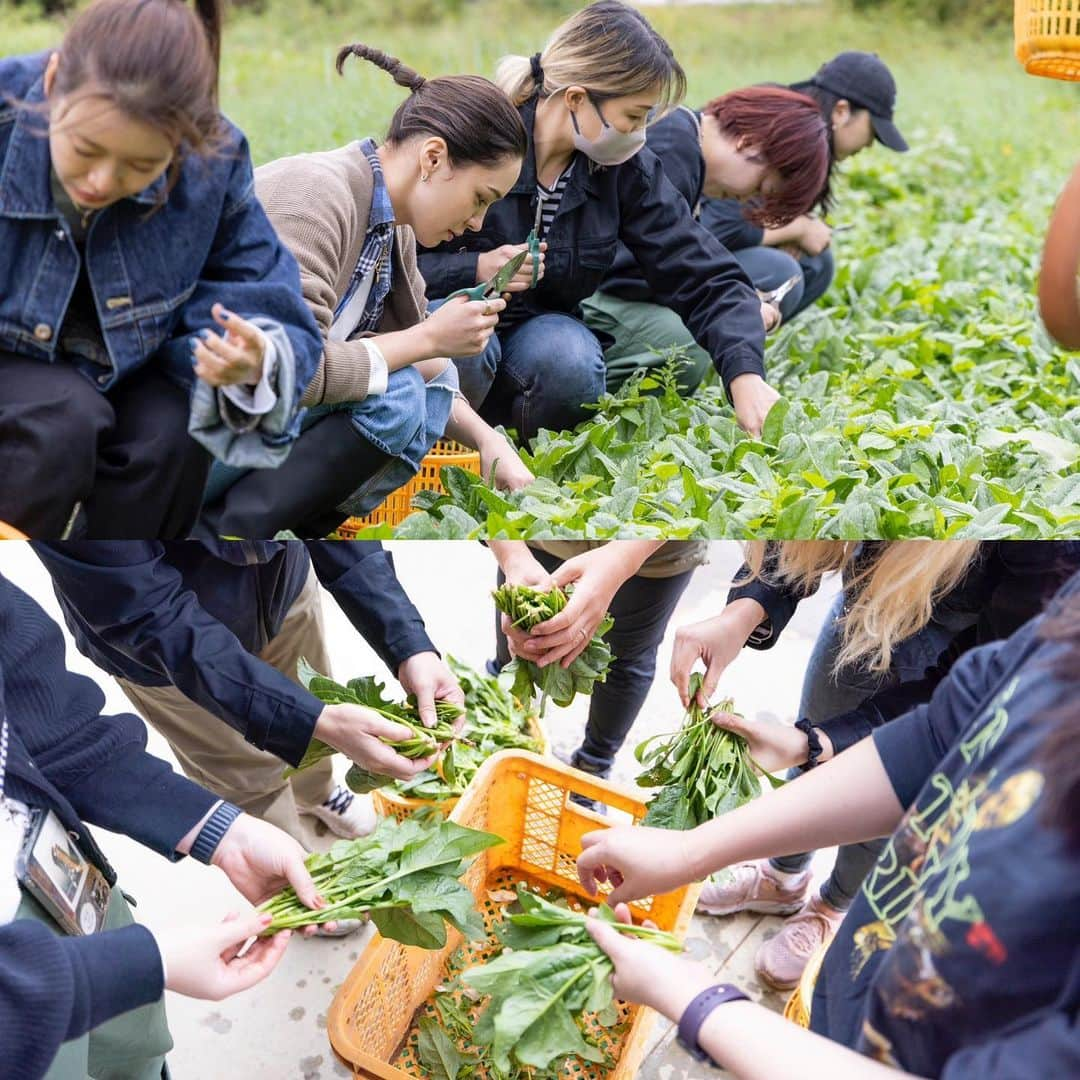 ステファニーさんのインスタグラム写真 - (ステファニーInstagram)「🐴🥕🌳🌟🇯🇵 先日、八ヶ岳の旅 八ヶ岳フォレストウェルネス＆エコツアーへ。 環境保護をしつつ、その自然を活かした体験ができる という、子供も大人も楽しめる時間でした！  1.2.3枚目　乗馬トレッキング #八ヶ岳ロングライディング @yatsugatake.longriding   乗馬をしながら大自然の中を散歩するという、贅沢な時間。 お馬さん大好き人間としては、なるべくコミュニケーションをたくさんとって、感謝を伝えてきました！ みんな優しい顔していて、みんな頬ずりしてくれた。 気持ちが伝わっていたら嬉しいなぁ。 元気で幸せに暮らしてね！！ (私が載せてもらったのは最年長の山吹ちゃん)  4.5枚目　伐採体験 有限会社天女山 @tennyosan  伐採というと環境に悪いイメージがあったけど、 傷んでしまった木を切ることで、新たな命を増やし、酸素を作るそうで、"かっこいい林業"をテーマとしているそうなのですが、みんなとてもかっこよかった！ 実際に伐採を体験したのですが、本当に貴重な経験でした。  6.7.8枚目　作業体験 #ファーマン井上農場  みんなで畑からほうれん草を採って調理して食べるという、なんともほっこりな時間。 実際に土に触れたり、みんなで一つのことをする時間は "心にいい"時間。 採れたてのほうれん草は美味しすぎて、生で食べるサラダもお味噌汁も美味しすぎた。(感動の顔、載せてます笑)  9.10枚目 宿泊先 #八ヶ岳グレイスホテル @yatsugatakegracehotel  満点の星空が見られる大人気のホテル。 星を見ることが大好きなので最高！！ 実はこの日は生憎の雨で見ることはできなかったけど… その代わりに室内でプラネタリウムを開催してくれました。 知らないことをたくさん学べて、クスッと笑うタイミングもあったり、宿泊するみんなで楽しい時間を過ごせました。 プラネタリウムでも充分なくらい綺麗だった！  そしてとにかくご飯が美味しくてビックリ！！ 特に山で採れた野菜がおいしすぎて、晩御飯も朝ご飯も最初から最後まで大満足。 また絶対来たいなと思いました☺︎。  まだまだ伝えたいことがたくさんなので、 もう一つ明日投稿するね！お楽しみに♡  #love #trip #travel #pr #八ヶ岳 #北杜市 #八ヶ岳観光」10月24日 19時09分 - steph_0928_