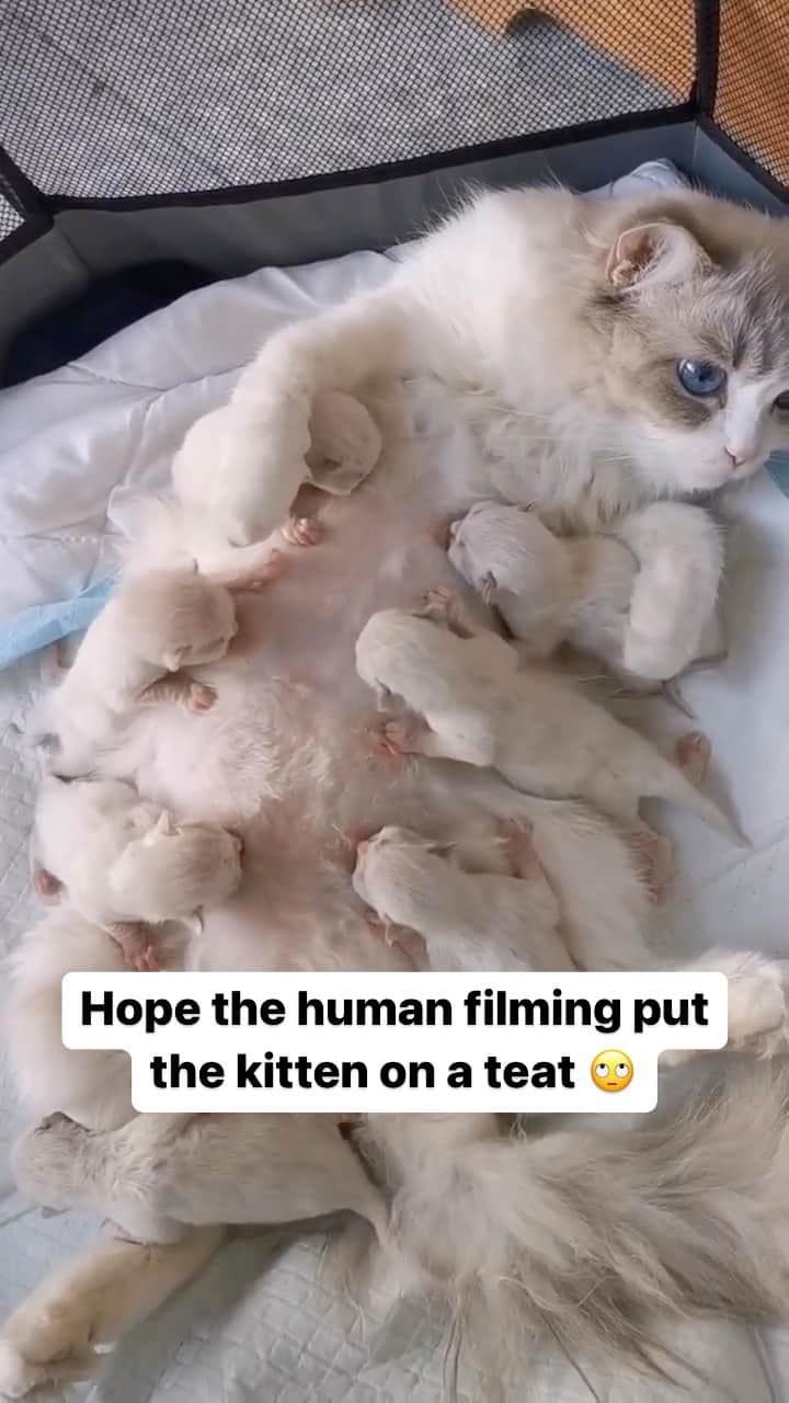 Cute Pets Dogs Catsのインスタグラム