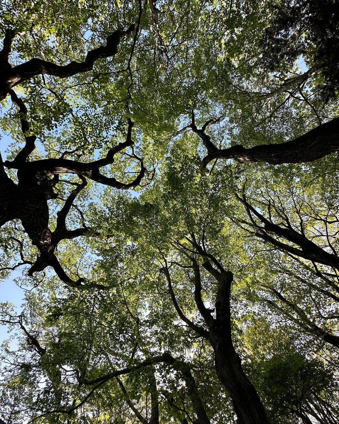 KAZUHAのインスタグラム：「🌳☁️🩵」
