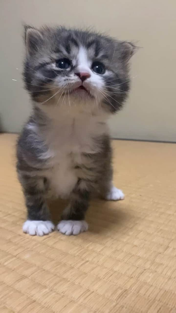 猫カフェきぶん屋のインスタグラム：「モコモコかわいい女の子がやってきた❤️ 今年の春に保護されたコゲ茶の子と同じ宝塚市内の現場で💦 預かりさんにしばらくお願いしてます🙌  🙏皆様にお願い🙏  いいねだけでなく、右下の保存ボタンを押してもらえると嬉しいです。  すごい勢いでフォロワーさんが増えて、情報が届けやすくなります。  ベジニャンシリーズ食べて応援してください🍛🍜🍝 https://kenkoshukan.stores.jp/  リラポ申請で10%還元中‼︎  https://relapo.jp/products/shop/kaetemiyou  プロフィールのハイライトから進めます‼️   お店のご来店は完全予約制にしておりますのでメッセージかお電話ください😊 兵庫県宝塚市、阪急小林駅より徒歩6分  #保護猫　#保護猫と暮らす　#保護猫を家族に　#ねこのいる生活　#ねこのいる幸せ  新潟の森谷先生に寄付してもらったマイフリーガード早速使わせてもらいました🫶 @moriya.animals」