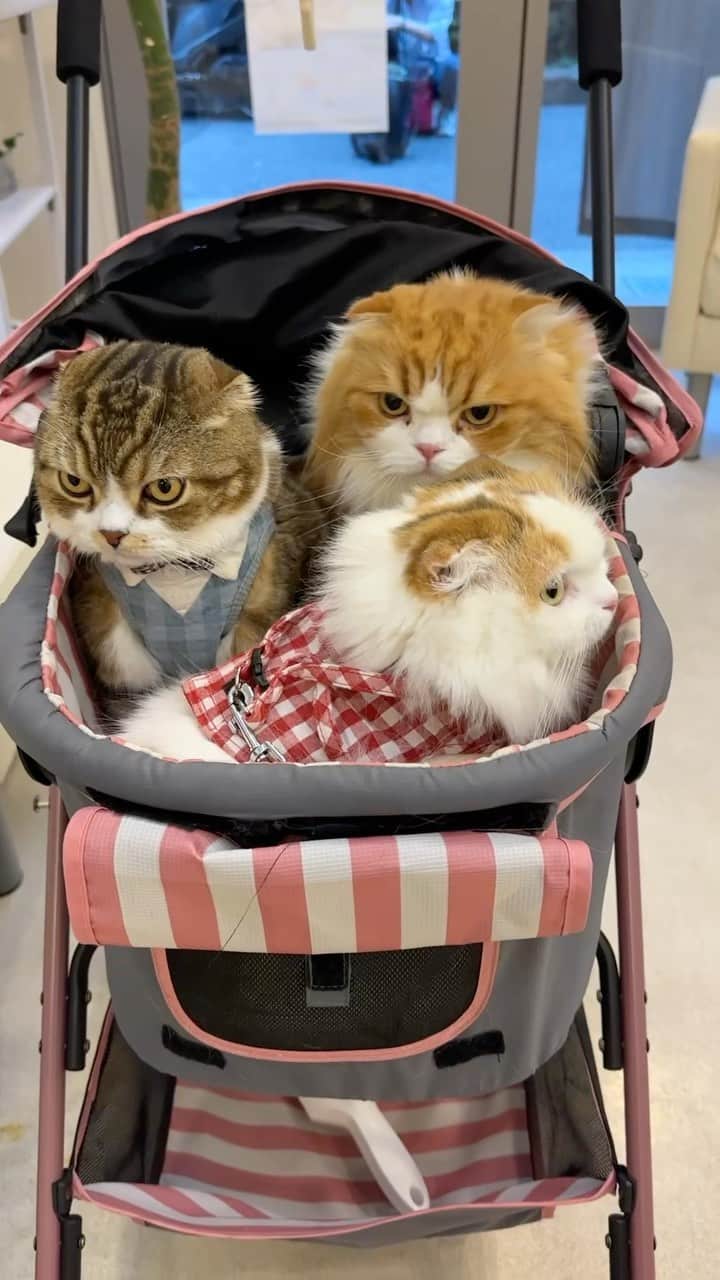 のインスタグラム：「This is the waiting room of a veterinary hospital　🙉😂  この前の病院の待合室の残しておきますねー うずらちゃんの顔！🙊😑 笑っちゃいますよね  #weeklyfluff #cats #funny #catstagram #9gag #catsofinstagram #instacat #catlovers #petstagram #adorable #scottishfold  #ふわもこ部 #ねこ #にゃんすたぐらむ #猫 #猫部 #ペコねこ部 #スコティッシュフォールド #かわいい #猫のいる暮らし #ねこのきもち」