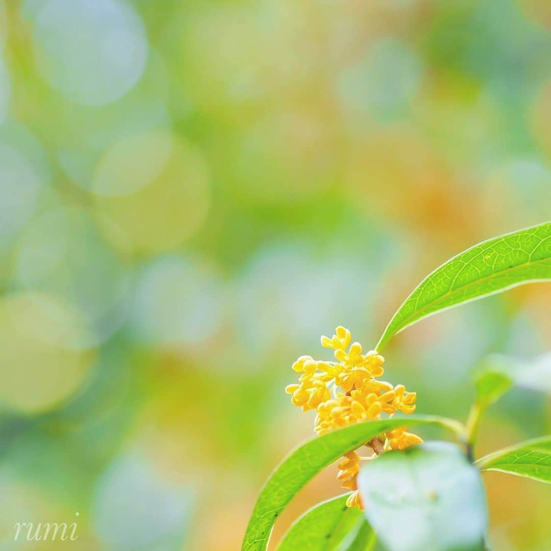 花の写真館のインスタグラム：「Photo by @rumi1043. https://instagram.com/rumi1043/ . Original Post[投稿いただいたURL] https://www.instagram.com/p/CyaXYYrvGpD/ . 本アカウントは、 #私の花の写真 をつけてInstagramに投稿された皆さまの花の写真や、「花の写真館」Facebookページで投稿された花の写真を紹介します。 「花の写真館」Facebookページは、「 @floral.photograph 」のプロフィールにあるURLからご覧ください。 . ※各種法令、マナー、関係者の指示に従った撮影をお願いします。 *Please ensure that your photography adheres to all relevant laws, etiquette, and instructions issued by authorized persons. ※本アカウントは東京カメラ部がFacebook、Instagramのサービスを利用して運営しているもので、Meta社・Instagramとは一切関係ありません。 . #花の写真館 #floralphotograph #floralphoto #flower #flowers Follow: @floral.photograph」