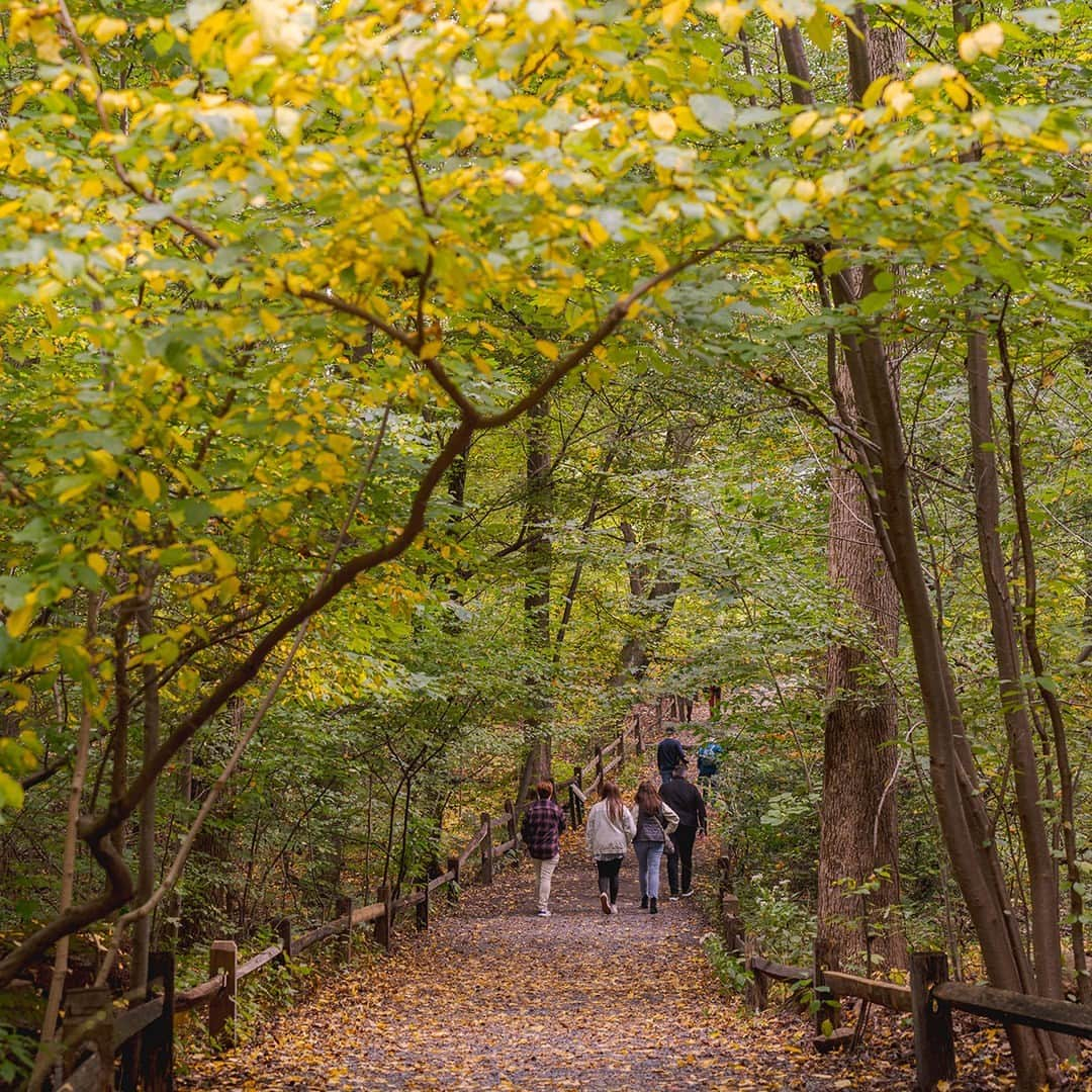 ニューヨーク植物園のインスタグラム：「Fall color is HERE, and with the 50 acres of the Thain Forest to explore, you don’t have to leave town to be a leafer! 🍁  Join us for Fall Forest Weekends on November 4, 5, 11, and 12 to leaf locally and get your front row seat to the best views of the season. Stay for events and activities to learn more about the research our scientists are doing to protect woodlands here and well beyond NYBG, then take a tour to dive deeper into the beauty of our fall collections. You can even decorate your own autumn-inspired tote bag to take home.  The fall foliage is bright and only getting more colorful—be sure to catch it in November before the season moves on. Get tickets through the link in our bio.  #FallForestWeekends #FallOWeen」