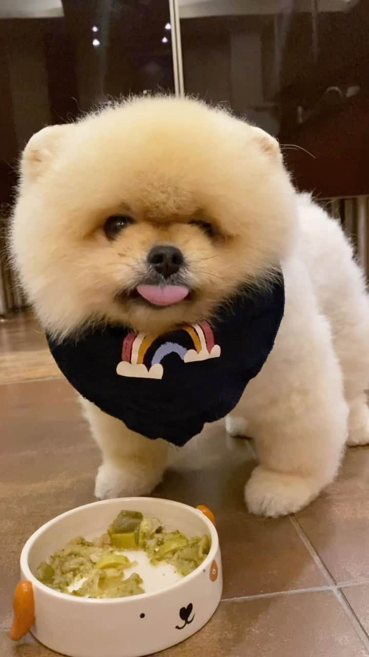 Shilaのインスタグラム：「Hello all👋😄.. The happiest time of the day 🥳.. num num😆😋. Look at the our new cute cups! 😍 @petstylistonline  btw if you wonder what we eat.. this is boiled vegetables with little bit meat for dinner.. in the mornings we eat stupid dog foods 🙈. #pom #pomeranian #dog #dogs #pet #pets #cutedogs #cutedog #dogsofinstagram #petsofinstagram #instagood #instadog #puppy #cute #funny #funnyvideos #instagramdogs #instadaily #instagram #pomeranians #dogstagram #dogoftheday」