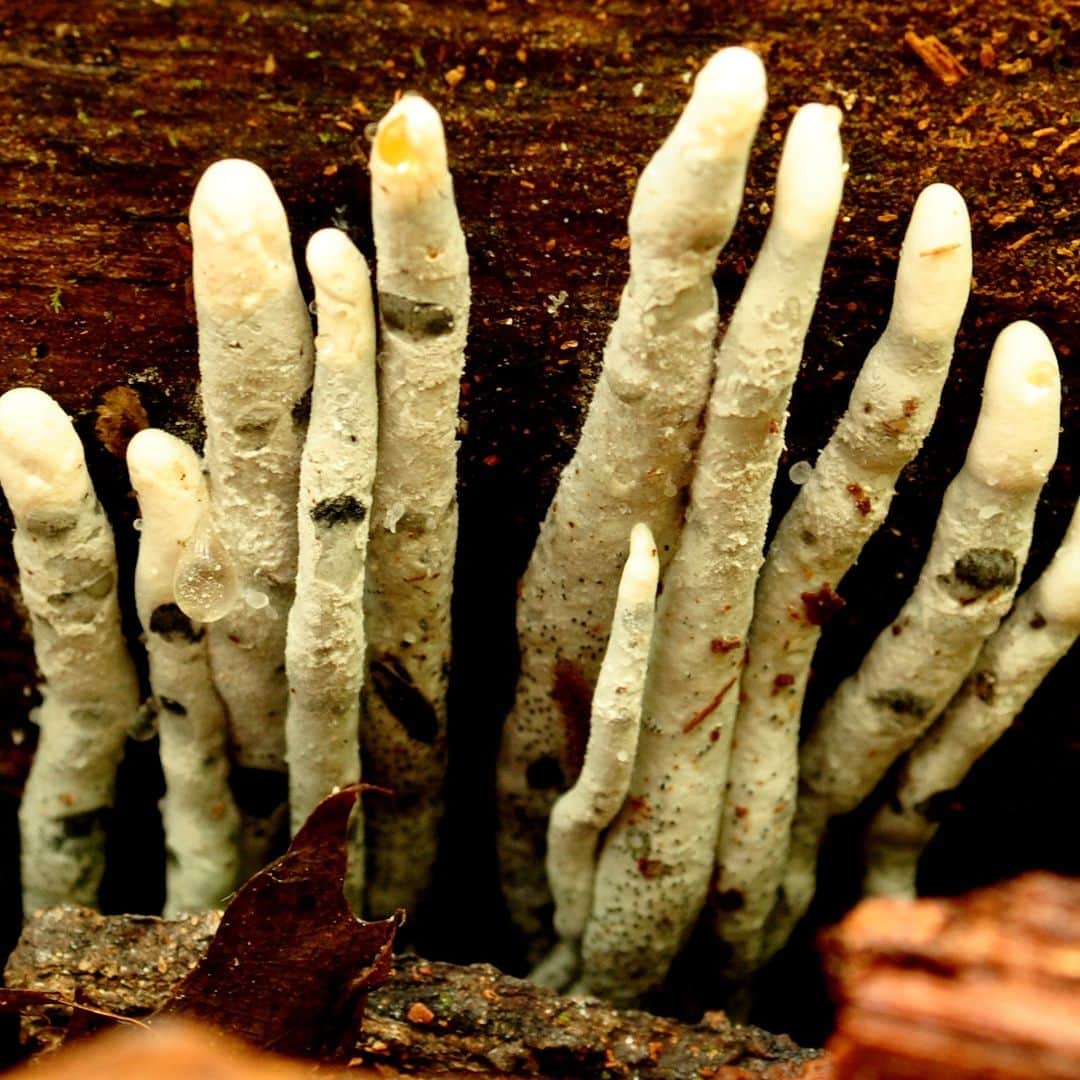 アメリカ自然史博物館のインスタグラム：「What’s one of the spookiest-looking fungi in the world? That would be the dead man’s fingers (Xylaria polymorpha). Its “fingers” are its fruiting body, and they can grow up to 4 in (10 cm) tall. You might spot it within its wide range, which spans North America and Europe. It’s typically found in forests growing on decaying or dead wood.   Photo: Hilbert 1958, CC BY-NC-SA 2.0, flickr #biodiversity #nature #naturalworld #didyouknow #naturefacts」