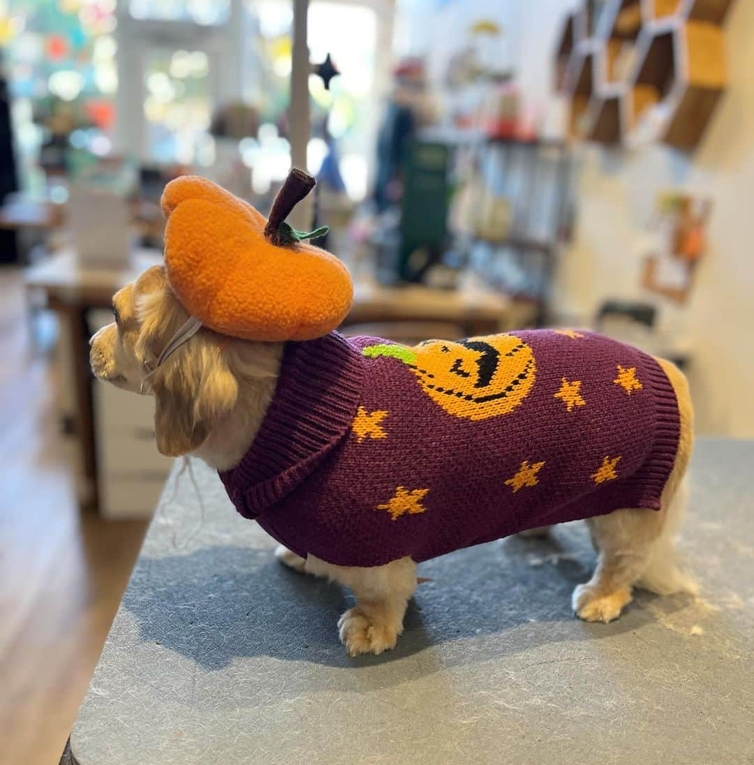 Dogs by Ginaさんのインスタグラム写真 - (Dogs by GinaInstagram)「Luna rocking her new pumpkin sweater 🎃  #dachshund #pumkin #doggrooming」10月25日 6時14分 - napanatural.dogco