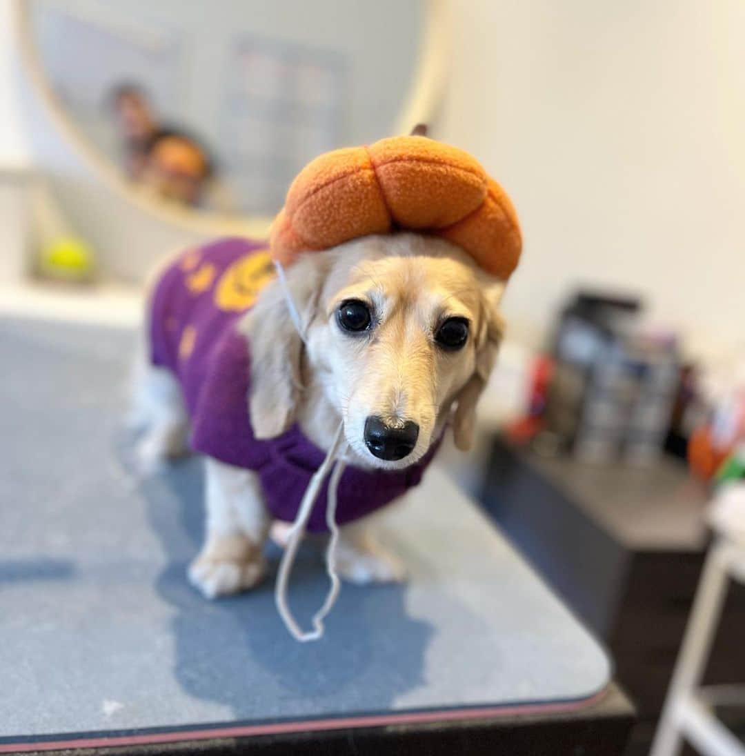 Dogs by Ginaのインスタグラム：「Luna rocking her new pumpkin sweater 🎃  #dachshund #pumkin #doggrooming」