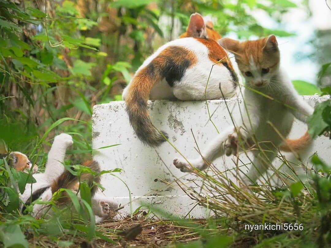 路地裏のにゃん吉のインスタグラム