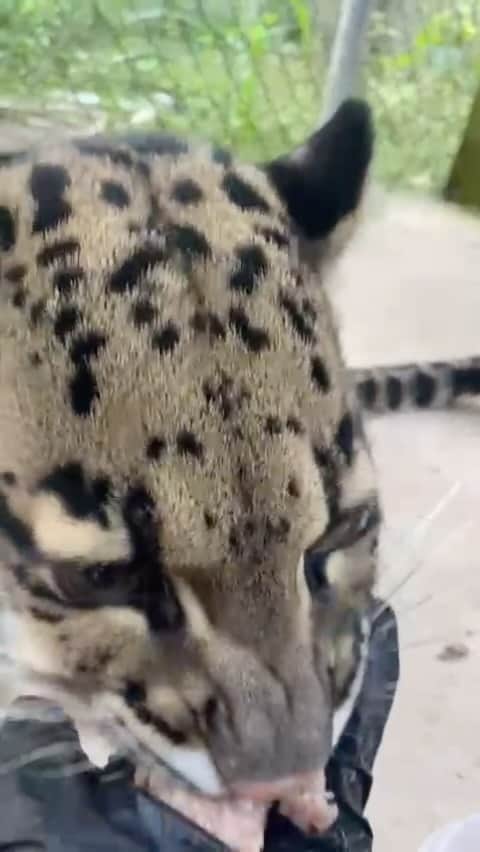 Zoological Wildlife Foundationのインスタグラム：「Early morning feeding for our four year old gorgeous Clouded Leopard girl Petra 🐆  #notpets #cloudedleopard #feline #zwf #zwfmiami #enrichment #catsofinstagram #wild #wildlife #moderndaysabertooth #criticalyendangered #leopard #zoo」