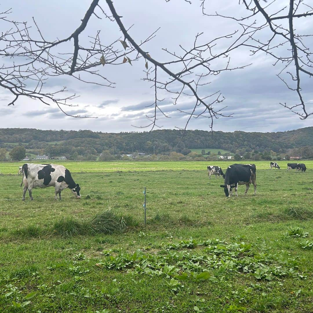 小関舞さんのインスタグラム写真 - (小関舞Instagram)「. この前祖父母に会いに、北海道に行ってきました🍃  心も身体も本当に浄化される。 カツゲン飲めたし、海鮮たっぷりのBBQ 超大きい鹿にも遭遇出来た…🦌笑  祖父母のお家は海も近くて牧場がたくさんある、自然の多い地域だから なんか特別な哀愁があるんだよね…  今年も素敵な思い出をありがとう！ またすぐ会いに行くよ👴🏻🧓🏻  #北海道 #カツゲン」10月24日 21時29分 - mai_ozeki.official