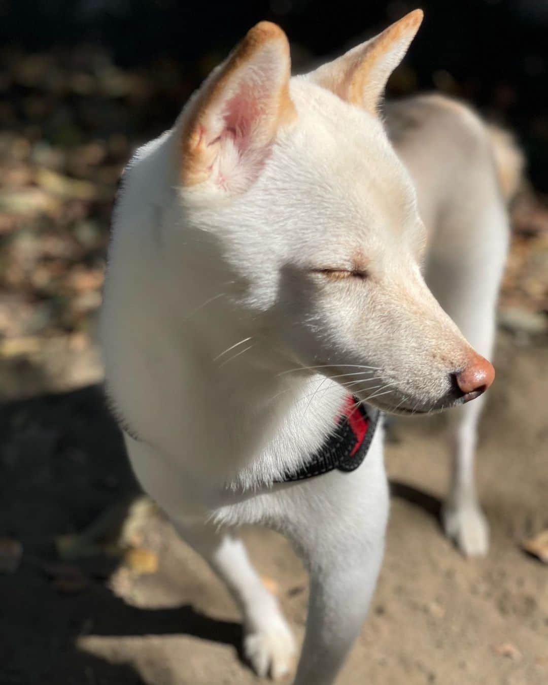 かまいたち山内と、猫たちさんのインスタグラム写真 - (かまいたち山内と、猫たちInstagram)「🙋‍♀️ まだ少しお外は怖いけど、「お散歩」と言うとしっぽをフリフリするようになって来ました🐕 #お散歩むぎ」10月24日 21時39分 - kamaitachi.neko.6.neko