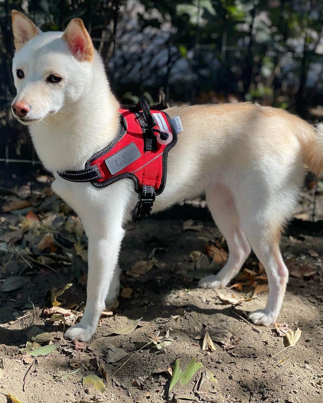 かまいたち山内と、猫たちのインスタグラム