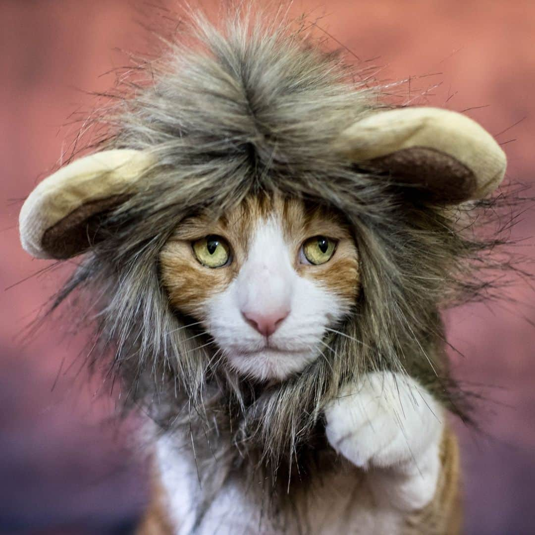 アニマルプラネットのインスタグラム：「#DidYouKnow that all felines, including domestic #cats and lions, share a common ancestor about 10 million years old? 🦁🐱  #HappyHalloween #catstagram #costumeparty」