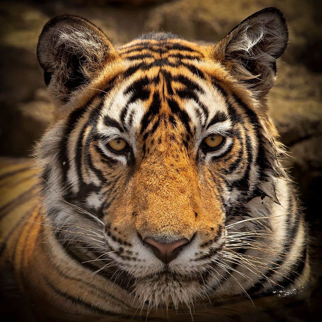 Discoveryさんのインスタグラム写真 - (DiscoveryInstagram)「Still looking for a #Halloween costume? Consider the awe-inspiring #tiger for inspiration. 🐯  This majestic cat enjoys a dip at #India's Ranthambore Tiger Reserve.  📷: @neeraj.bantia   #TigerTuesday」10月24日 22時00分 - discovery
