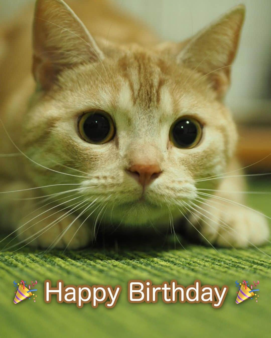 ruiruiのインスタグラム：「今日はこっちゃんのお誕生日🎂 2歳になりました(2023/10/24) . . #虎大朗 #猫 #ねこ #にゃんこ #ネコ  #ねこ部 #ふわもこ部  #ねこすたぐらむ #にゃんすたぐらむ #ねこのいる生活 #ねこのいる暮らし #猫好きさんと繋がりたい #猫のいる暮らし #cat #instacat #catstagram  #ilovemycat #instagramcats  #meow #pet #petstagram #catstagram_japan #kitty」