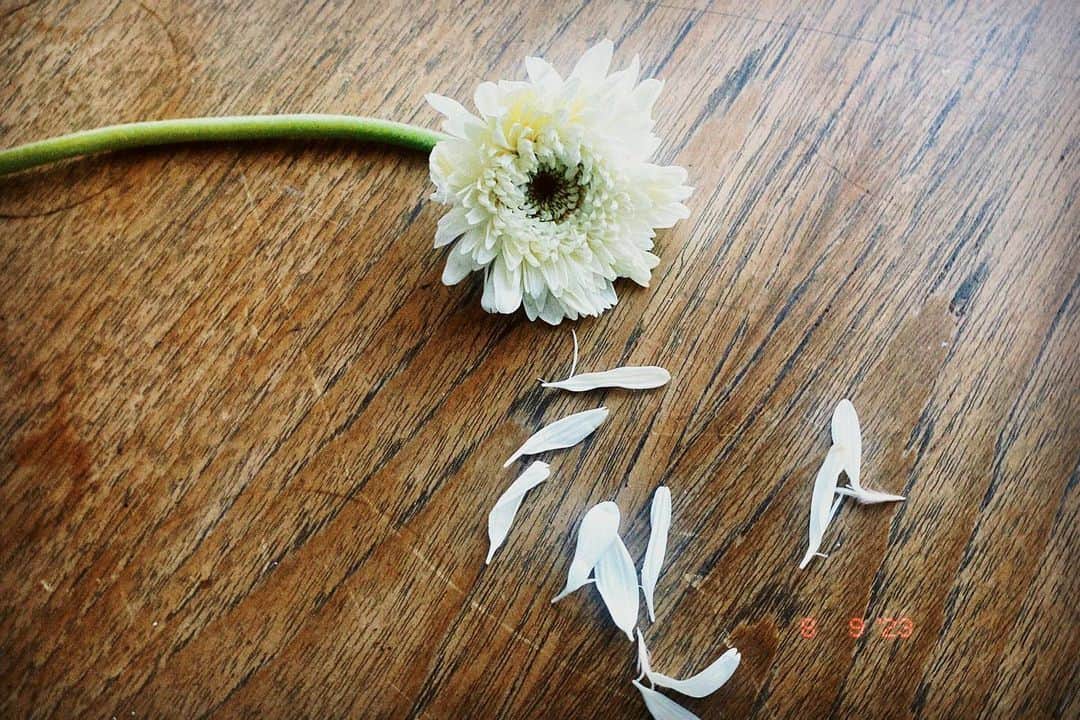 川合ルイのインスタグラム：「ひとめ惚れでちぎった花」