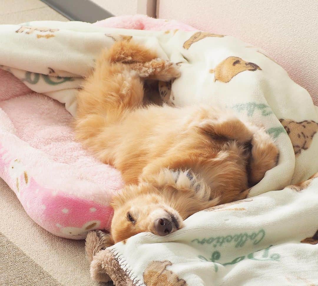 Sora Momoのインスタグラム：「もふもふのお昼寝🐶🐾 ☺︎ ふわふわの上にもふもふが乗ってるだけでなんだか幸せ☺️💗 ☺︎ #もふもふのお昼寝#ふわふわベッドと#ふわふわブランケット#ふわふわして気持ちいい #気持ちよくて#へそ天#幸せそうに寝てる #それだけで幸せ  #ダックス#ミニチュアダックス #dachshund #miniaturedachshund」
