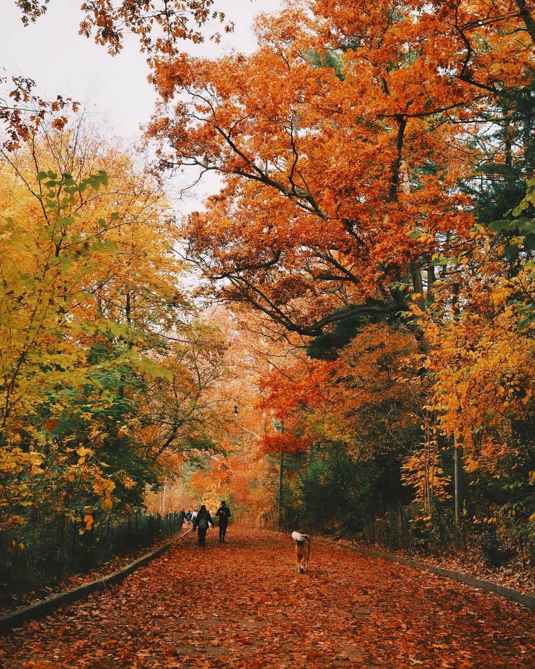 kaelのインスタグラム：「Park life🍂」