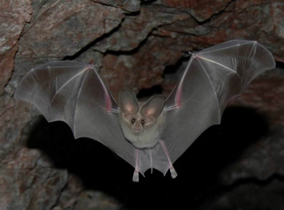 アメリカ内務省のインスタグラム：「Happy Bat Week! 🦇    Celebrate the heroes of the night and all they do for us:    🍌 Over 300 species of fruit depend on bats for pollination    🦟 Each night, bats can eat their body weight in insects    🌎 Bats spread seeds for nuts, figs and cacao — the main ingredient in chocolate    Bats are such an important species to healthy ecosystems. Check out more bat facts during Bat Week, link in our bio.   Photo by NPS    #batweek #pollinator #publiclands #wildlife   Alt Text: A California leaf-nosed bats with its short, broad wings leaving a cave at Lake Mead National Recreation Area.」