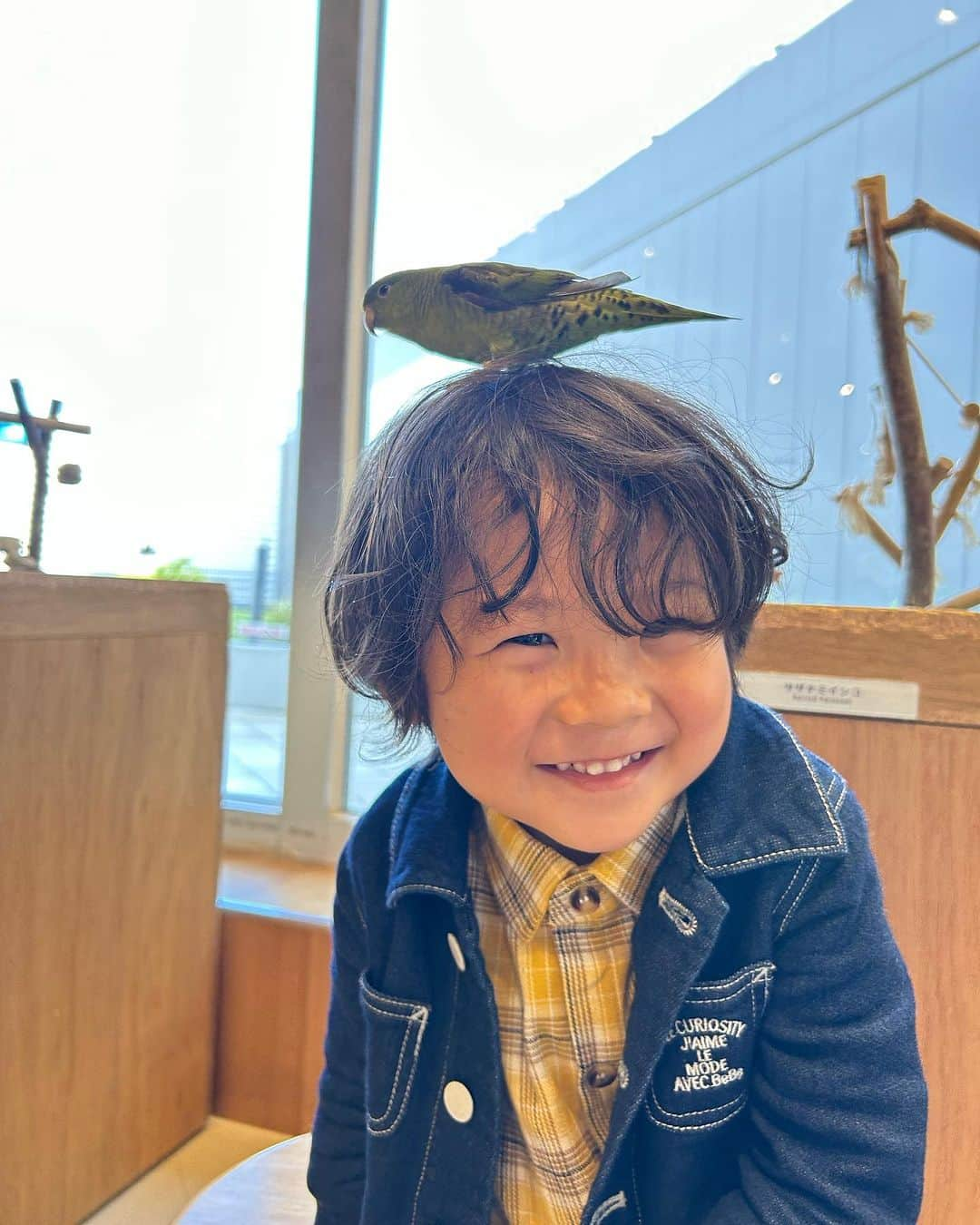 世手子さんのインスタグラム写真 - (世手子Instagram)「PR  watch your head🦜 A cafe where you can stay forever🐕🐢🐣🦉🐇🐀🐍🦎 My son has become friends with a parakeet🤝🕊️ @moff_lalaport.tachikawa  #moffanimalcafe #モフアニマルカフェ #犬カフェ #立川カフェ #ふれあい動物園 #moff #ららぽーと立川立飛 #アニマルカフェ #動物カフェ 行ってきたよ(*^o^*) もうこの辺は一日中お子様が遊んでいられる場所ばかりできちゃったら出られないねw 動物カフェもいつまででもいれちゃうw 色んな動物さんがいてびっくり‼️ 寿司太郎はんはインコちゃんに懐かれちゃったねw 髪の毛がくるくるしてるから🪺巣だと思われたかな？w かなり頭上注意⚠️だったけどw インコさまはお利口さんでした✨✨ 普段見られない動物たちとふれあえたり間近で見れるのでとてもオススメだよ(о´∀`о)」10月24日 23時00分 - rojide