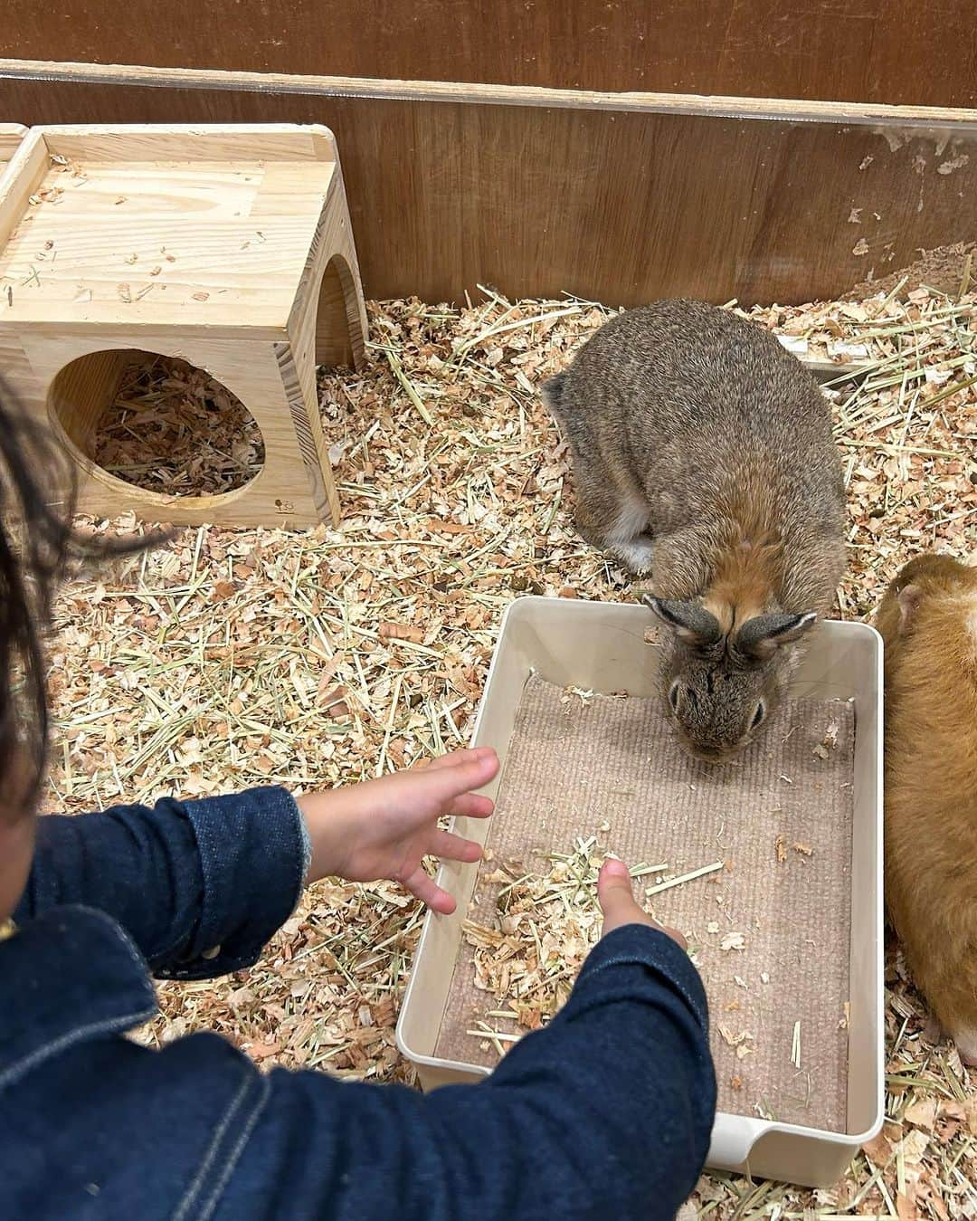 世手子さんのインスタグラム写真 - (世手子Instagram)「PR  watch your head🦜 A cafe where you can stay forever🐕🐢🐣🦉🐇🐀🐍🦎 My son has become friends with a parakeet🤝🕊️ @moff_lalaport.tachikawa  #moffanimalcafe #モフアニマルカフェ #犬カフェ #立川カフェ #ふれあい動物園 #moff #ららぽーと立川立飛 #アニマルカフェ #動物カフェ 行ってきたよ(*^o^*) もうこの辺は一日中お子様が遊んでいられる場所ばかりできちゃったら出られないねw 動物カフェもいつまででもいれちゃうw 色んな動物さんがいてびっくり‼️ 寿司太郎はんはインコちゃんに懐かれちゃったねw 髪の毛がくるくるしてるから🪺巣だと思われたかな？w かなり頭上注意⚠️だったけどw インコさまはお利口さんでした✨✨ 普段見られない動物たちとふれあえたり間近で見れるのでとてもオススメだよ(о´∀`о)」10月24日 23時00分 - rojide