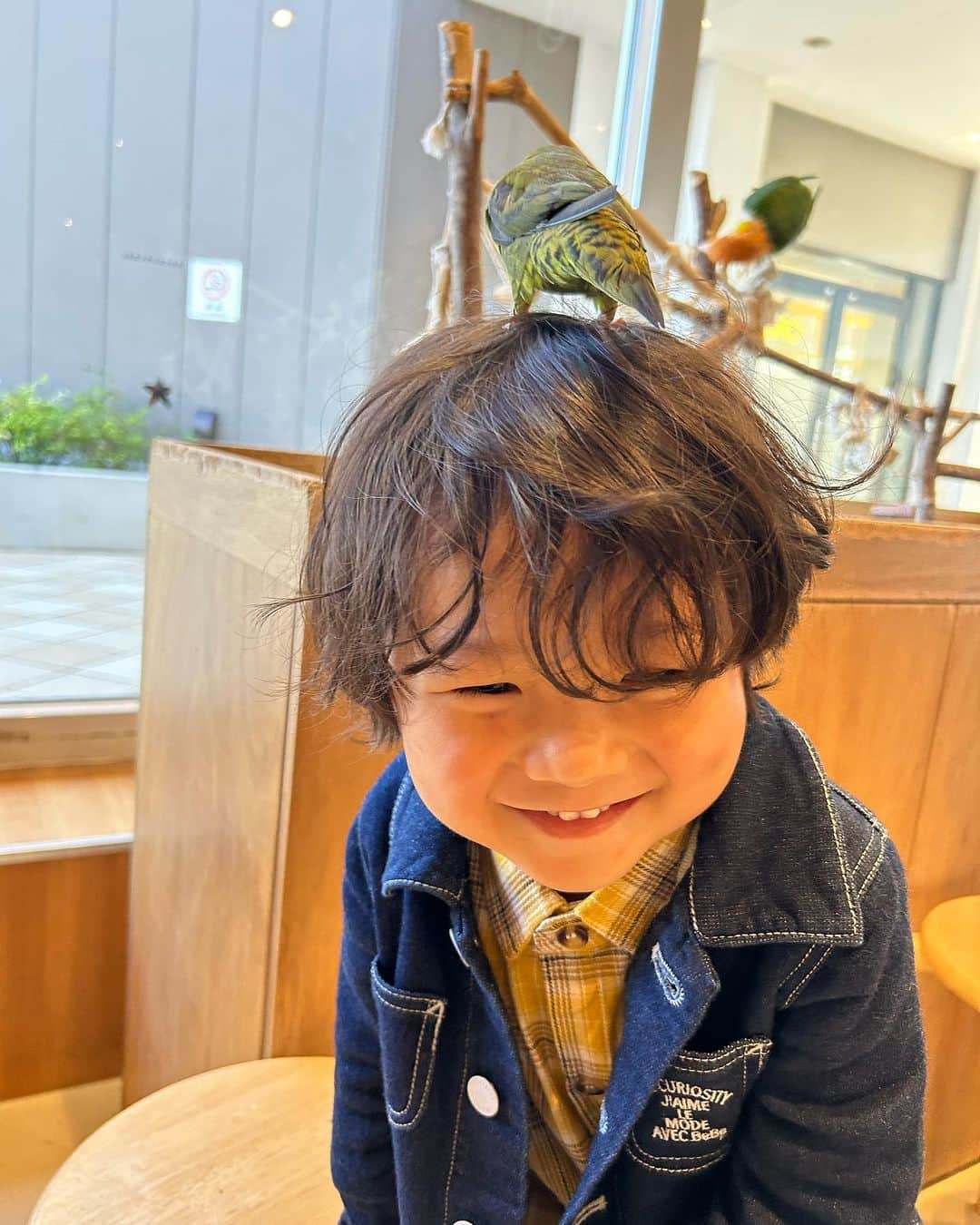 世手子さんのインスタグラム写真 - (世手子Instagram)「PR  watch your head🦜 A cafe where you can stay forever🐕🐢🐣🦉🐇🐀🐍🦎 My son has become friends with a parakeet🤝🕊️ @moff_lalaport.tachikawa  #moffanimalcafe #モフアニマルカフェ #犬カフェ #立川カフェ #ふれあい動物園 #moff #ららぽーと立川立飛 #アニマルカフェ #動物カフェ 行ってきたよ(*^o^*) もうこの辺は一日中お子様が遊んでいられる場所ばかりできちゃったら出られないねw 動物カフェもいつまででもいれちゃうw 色んな動物さんがいてびっくり‼️ 寿司太郎はんはインコちゃんに懐かれちゃったねw 髪の毛がくるくるしてるから🪺巣だと思われたかな？w かなり頭上注意⚠️だったけどw インコさまはお利口さんでした✨✨ 普段見られない動物たちとふれあえたり間近で見れるのでとてもオススメだよ(о´∀`о)」10月24日 23時00分 - rojide