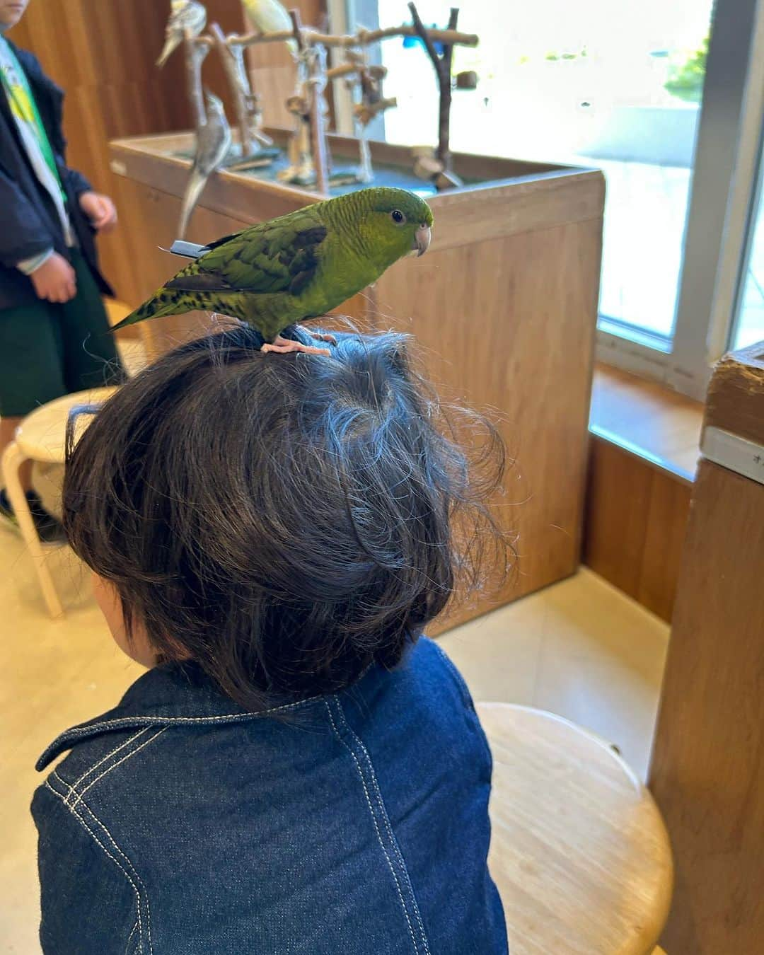 世手子さんのインスタグラム写真 - (世手子Instagram)「PR  watch your head🦜 A cafe where you can stay forever🐕🐢🐣🦉🐇🐀🐍🦎 My son has become friends with a parakeet🤝🕊️ @moff_lalaport.tachikawa  #moffanimalcafe #モフアニマルカフェ #犬カフェ #立川カフェ #ふれあい動物園 #moff #ららぽーと立川立飛 #アニマルカフェ #動物カフェ 行ってきたよ(*^o^*) もうこの辺は一日中お子様が遊んでいられる場所ばかりできちゃったら出られないねw 動物カフェもいつまででもいれちゃうw 色んな動物さんがいてびっくり‼️ 寿司太郎はんはインコちゃんに懐かれちゃったねw 髪の毛がくるくるしてるから🪺巣だと思われたかな？w かなり頭上注意⚠️だったけどw インコさまはお利口さんでした✨✨ 普段見られない動物たちとふれあえたり間近で見れるのでとてもオススメだよ(о´∀`о)」10月24日 23時00分 - rojide