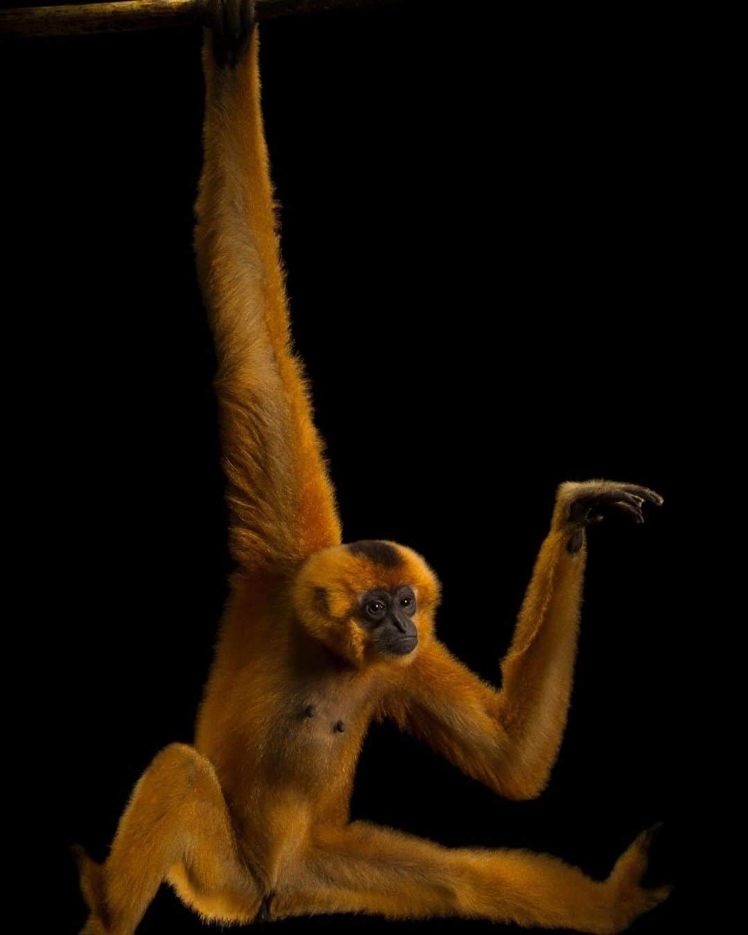 Joel Sartoreのインスタグラム：「Meet Pumuckel, an endangered yellow-cheeked gibbon @eprc.vietnam . This species exhibits sexual dimporphism - meaning that males and females look different from one another. While all yellow-cheeked gibbons are born blonde so that they blend with their mother’s fur, both sexes eventually turn black. While males will remain black, females like Pumuckel turn back to blonde when they reach sexual maturity, with only a black cap remaining on the top of their heads.   #primate #gibbon #mammal #animal #wildlife #photography #animalphotography #wildlifephotography #studioportrait #PhotoArk #InternationalGibbonDay @insidenatgeo」