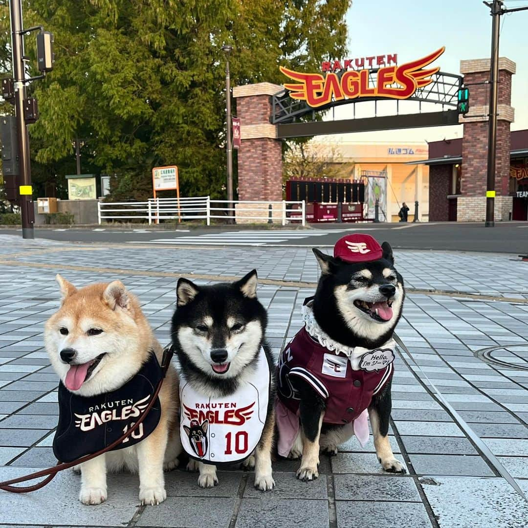 豆柴なつ&ふゆのインスタグラム