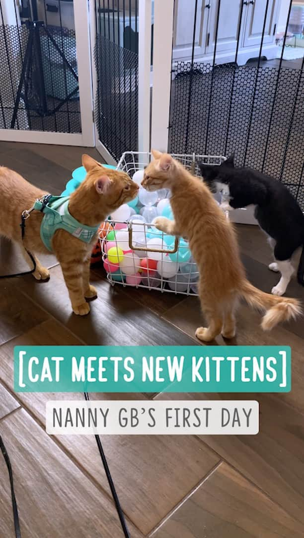 Jazzy Cooper Fostersのインスタグラム：「Cat Meets New Kittens For The First Time  GB finally got to meet Pumpkin & Patch face to face! The initial greeting went smoothly. Once he got used to them, he wanted to wrestle like he used to with Smokey. P & P are much smaller so I can't allow him to pounce and play-bite them, at least until they are bigger and more confident. Some cats and dogs calm down when you put a harness on. (Similar to putting on a thundershirt) It helps GB to calm down too,  With harness/leash, I am able to control him better. I also use toys and treats to redirect his attention.」