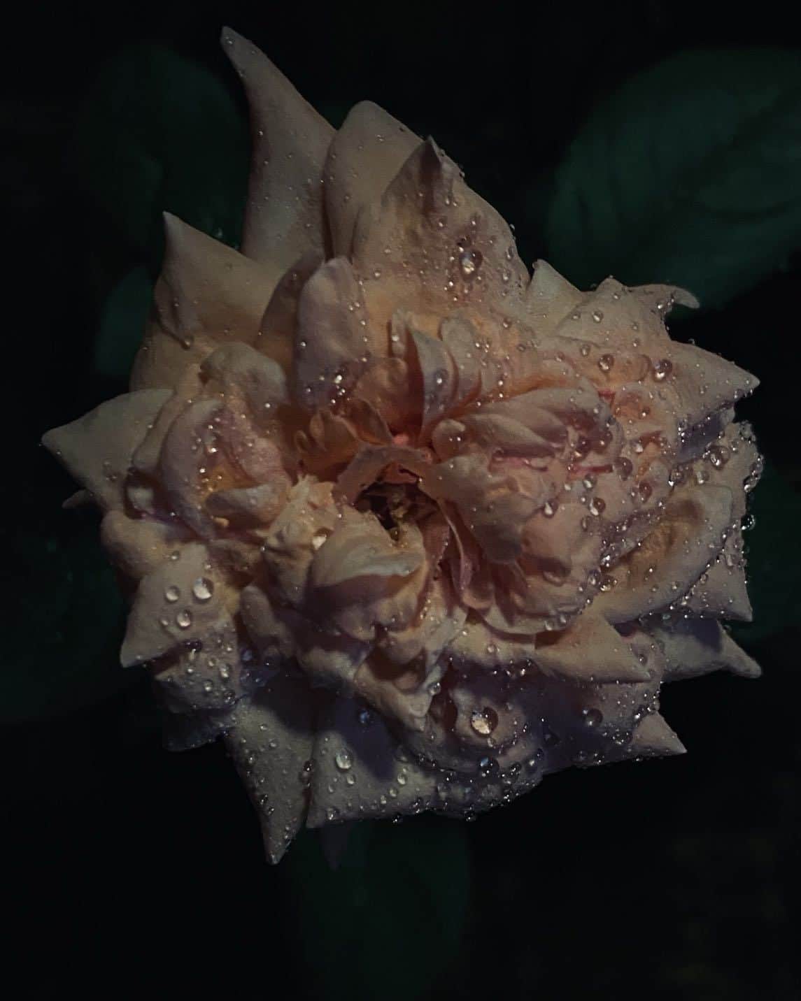 佐藤奈々子さんのインスタグラム写真 - (佐藤奈々子Instagram)「Night rose- Queen Elizabeth」10月24日 23時25分 - nanacosato