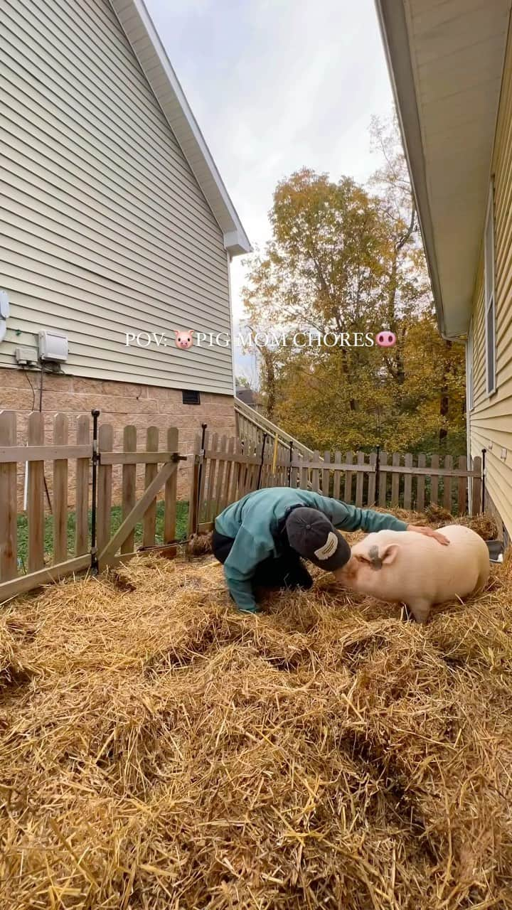 Hamletのインスタグラム：「Living that pig mom life 🐷✨ Ever wondered what chores look like for Hamlet? Drop your questions below! 🐽 #PigMomChores   #PigMomLife #DayInTheLife #PigChores #PetPig #PigLovers #Pigstagram #PiggyLife #FarmLife #MiniPigMoments #OinkOink #PigletLife #PigMoments #PiggyTales #PigLife #PigParents #SwineTime #PiggyDiaries #PigCare #PigsOfInsta #SwineShine #reels #farmreels #reellife #tiktok #tiktokpets #petsofig #localclarksvilletn #localclarksville #visitclarksvilletn」