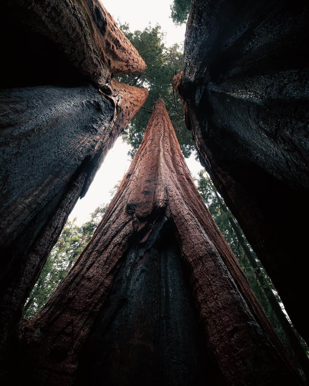 Keith Ladzinskiさんのインスタグラム写真 - (Keith LadzinskiInstagram)「Towering sequoia trees at twilight / for @natgeo」10月24日 23時44分 - ladzinski