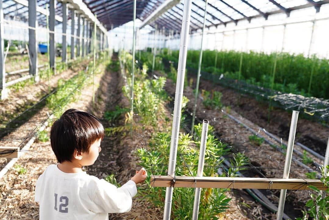 前田有紀のインスタグラム：「朝から車を走らせて、長野県の飯島町、片桐花卉園さんへ。 @katagiri_akihito 空気美味しい〜！ほんのり紅葉が始まった山々が美しい！ 片桐さんのところでは、5月に火災事故に見舞われ、そこから修繕されたハウスのお披露目オープンDAYでした。 片桐さんのアカウントで、インスタライブをしていますのでぜひ覗いてみてください。その時の状況や修繕の進捗についてお話ししてくださいました。 ゲストのウルス佐々木さん @ours_flower 、ヨハクのマエケンさん　@kenshi.maeda が、午前に収穫した草花でブーケを作ってそれぞれに素敵な作品でした。 そして、ライブを見てびっくりされる方もいるかもしれませんが、堀木園芸の堀木さん　@horiki_rozen はお顔を出さないけどライブには来てくださり、狼🐺になってました。火災時にもいち早く片桐さんのもとに駆けつけて、ガラスを拾う作業などたくさん力になられていたとのことです。  私たち　@gui.flower でもオープンから片桐さんにお世話になっていて、これからもささやかながら継続的に応援をして行けたらと考えて、今週、来週にかけて片桐さんのお花を中心に束ねるcheer up!bouquetを販売しています。花材は片桐さんのところで仕入れさせてもらったものが中心で売り上げの30%も今後修繕の資金として役立てていただきます。 お花を飾りながら、片桐花卉園の草花を想って参加していただけたら嬉しいです！  さて、帰りも次男との旅、運転がんばる💪  #片桐花卉園  #guiflower」