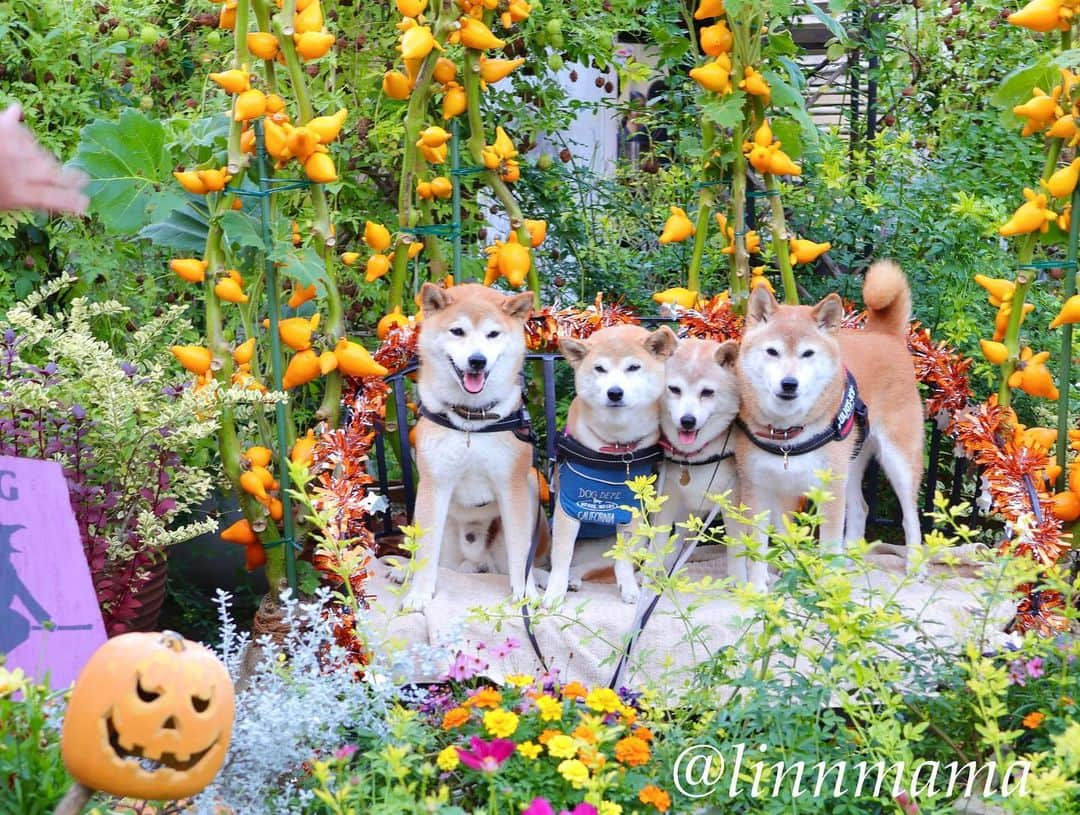 linnmamaのインスタグラム：「久屋大通庭園フラリエのハロウィン🎃〜今年もかぼちゃ🎃がいっぱいだったよ😊〜①②③④毎年行ってるフラリエのハロウィン🎃、今年は無理かなって思ってたけど、先日夕方散歩で行ってきました😍〜みんなでおでかけできるって幸せなことなんだね😍〜麗、昨日よりももっとたくさん食べられるようになりました😊〜明日は病院🏥で抗がん剤治療後の検診です〜他の3柴の爪切りも予約したから、4柴で病院🏥へ行きます🚙〜待合室は柴🐕いっぱいになっちゃうね😍 ＊ ＊ ＊ #柴犬#dog #柴犬凜の勇気凜々every day  #多頭飼い  #shibastagram #my_eos_photo  #eosr6#eosr10 #ドッグフォトグラファーズ #iphone12#iphone12promax  #久屋大通庭園フラリエ  #ハロウィン #2024凜ファミリーカレンダー発売中  #プロフィール欄からどうぞ  #Amazon、楽天でも販売中」