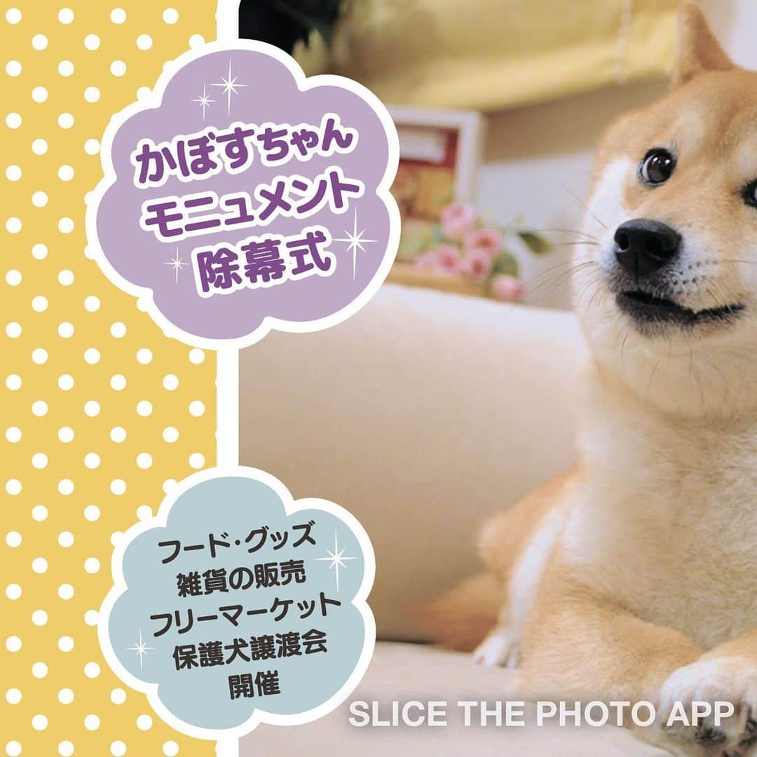 meekooさんのインスタグラム写真 - (meekooInstagram)「11月2日は世界的に有名な柴犬かぼすちゃん🐕（ @kabosumama ）の18歳のお誕生日です🎂 この日、佐倉市ふるさと広場でDOGE DAYイベントが開催されます！ 風車横のメインステージでは、海外ファンの熱い思いで設置されることになったかぼすちゃんのモニュメントの除幕式と、かぼすちゃん18歳のお誕生会が行われます。 販売ブースエリアでは、手作りグッズやおやつの販売、 @kota2ann さんでお馴染みのコスチュームで撮影会（無料）、そして保護犬譲渡会なども行われます。 キッチンカーも来ます🚌 • 私も撮影隊の一員としてイベントに参加させていただきます📷 りんごさんの体調も落ち着いているので一緒に連れて行く予定です🐕🍎 • お近くの方、お時間のある方はぜひイベントに遊びにきてください😊💕」10月25日 0時08分 - meekoo