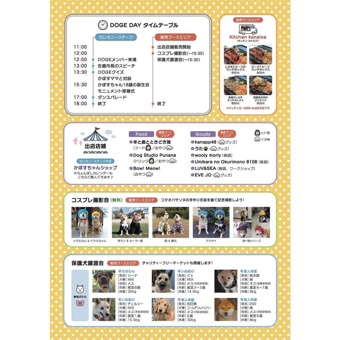 meekooさんのインスタグラム写真 - (meekooInstagram)「11月2日は世界的に有名な柴犬かぼすちゃん🐕（ @kabosumama ）の18歳のお誕生日です🎂 この日、佐倉市ふるさと広場でDOGE DAYイベントが開催されます！ 風車横のメインステージでは、海外ファンの熱い思いで設置されることになったかぼすちゃんのモニュメントの除幕式と、かぼすちゃん18歳のお誕生会が行われます。 販売ブースエリアでは、手作りグッズやおやつの販売、 @kota2ann さんでお馴染みのコスチュームで撮影会（無料）、そして保護犬譲渡会なども行われます。 キッチンカーも来ます🚌 • 私も撮影隊の一員としてイベントに参加させていただきます📷 りんごさんの体調も落ち着いているので一緒に連れて行く予定です🐕🍎 • お近くの方、お時間のある方はぜひイベントに遊びにきてください😊💕」10月25日 0時08分 - meekoo