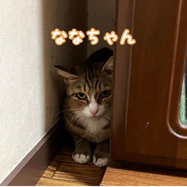 marimon0703__のインスタグラム：「ご報告です。 ななちゃん24日朝2匹を出産しましたが2匹とも死産でした。 預かりさんが3時頃様子を見た時は産まれていなくて私が朝6時40分頃見に行ったら1匹は産まれていましたが放置されていました。 そして2匹目は逆子で身体半分がなかなか出てこなかったので引っ張り出しましたが亡くなっていました。 黒猫ちゃんでした。  リスクある出産で死産も覚悟はしてましたが実際目のあたりにするととても残念で悲しいです。ななちゃんが一番辛いと思います。 心が傷みます。　  土曜に出産間近と判明してからはごはんもほとんど食べていないので産後すぐに移動させるのを悩みましたが病院に点滴に行ってきました。 これからななちゃんのケアに努めたいと思います。 ななちゃんにコメント、メッセージをありがとうございます。  そしてご寄付もありがとうございます。 ななちゃんの点滴もご寄付でお支払いさせて頂きました。 お一人お一人にお礼が出来ず申し訳ありません。 今後収支報告は　@marimon0703_hogoneko222  でさせて頂きます。よろしくお願いします。  本当にありがとうございます。」