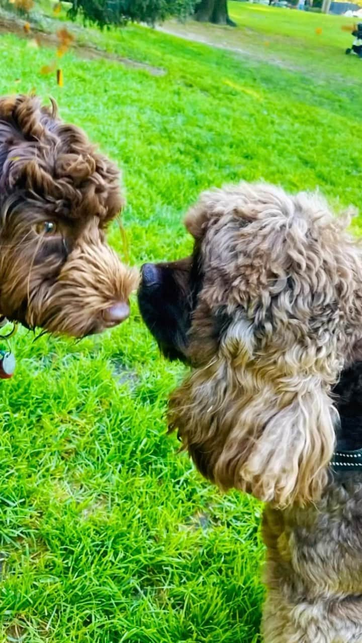 イマン・アブドゥルマジドのインスタグラム：「Mars with his crew loving on him for his 2nd birthday!  We love & sniff you ❤️❤️🐶🐶  #Mars2 #MarsHBD #LifeWithMars」