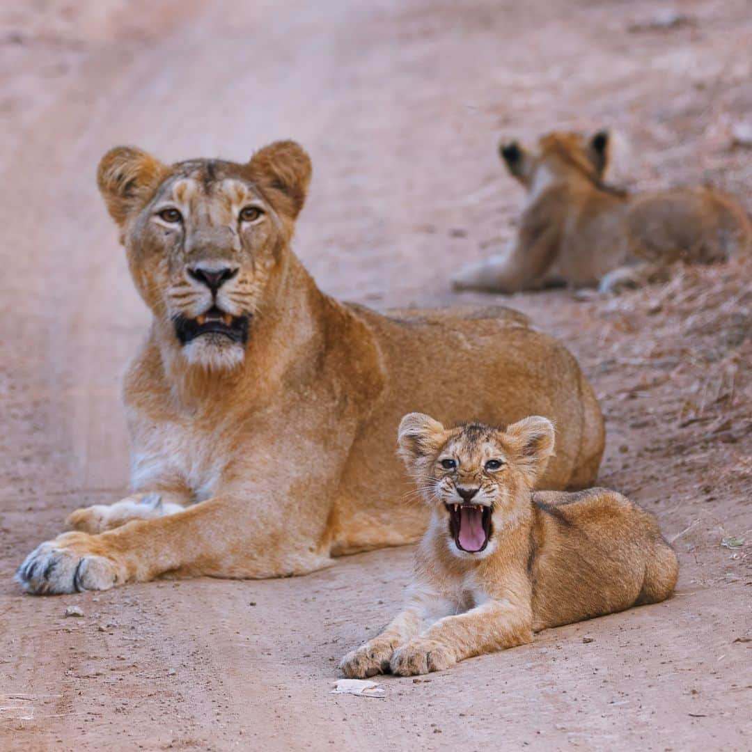 Canon UKのインスタグラム：「Wildlife photography takes determination, patience and a keen eye for capturing unexpected moments 🐅🙌  On an enchanting morning in Sasan Gir, @wildlife_dev encountered an unexpected obstacle on the safari track… a pride of majestic lions resting and with their presence commanding the dawn.  As described by Dev, "It was more than a photograph; it was a connection to the untamed and a reminder of our place in the wild."  Camera: EOS 7D Mark II Lens: EF 100-400MM F/4.5-5.6L IS II USM Shutter Speed: 1/320, Aperture: f/5, ISO 400」