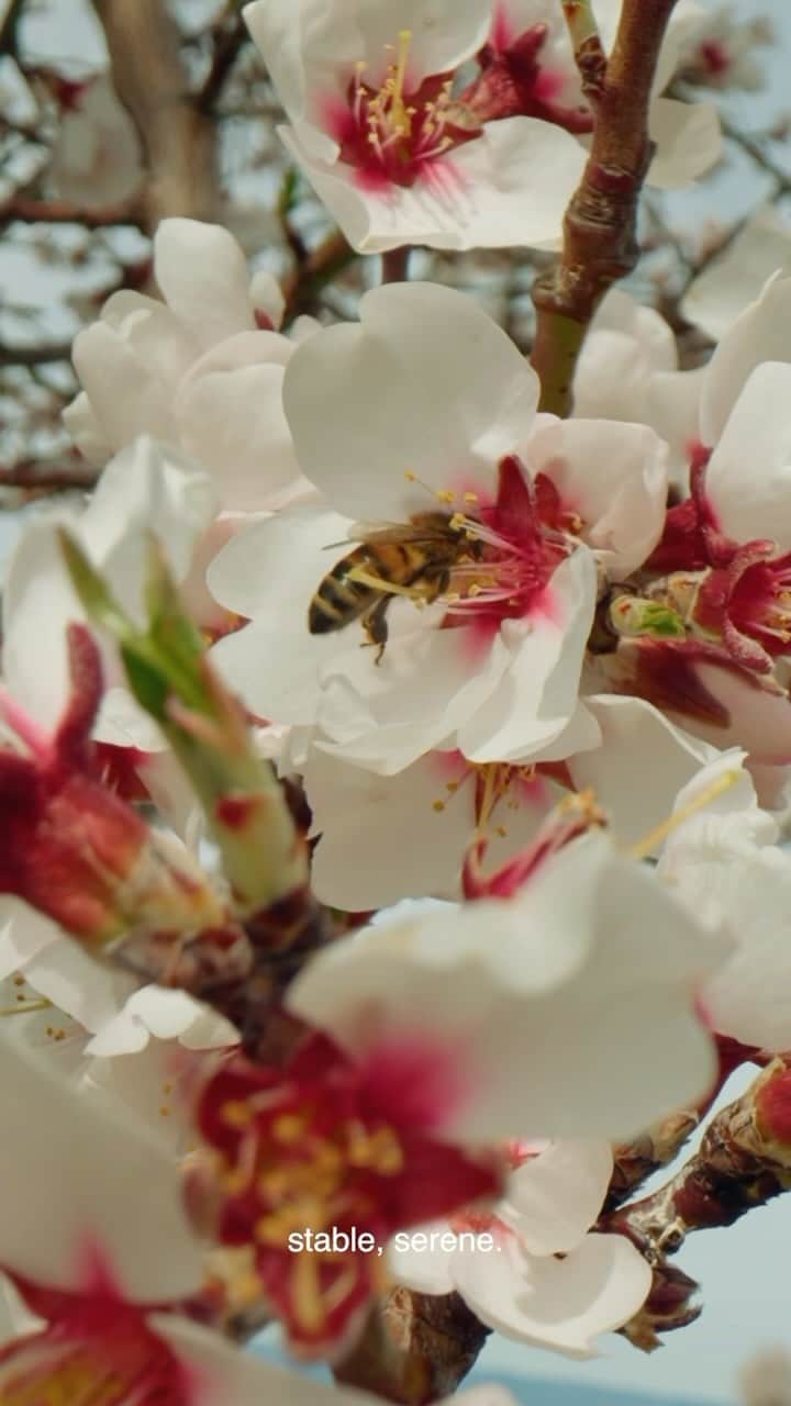 ロクシタンのインスタグラム：「We begin to respect what nature provides when we learn to listen #almondtrees #provence」