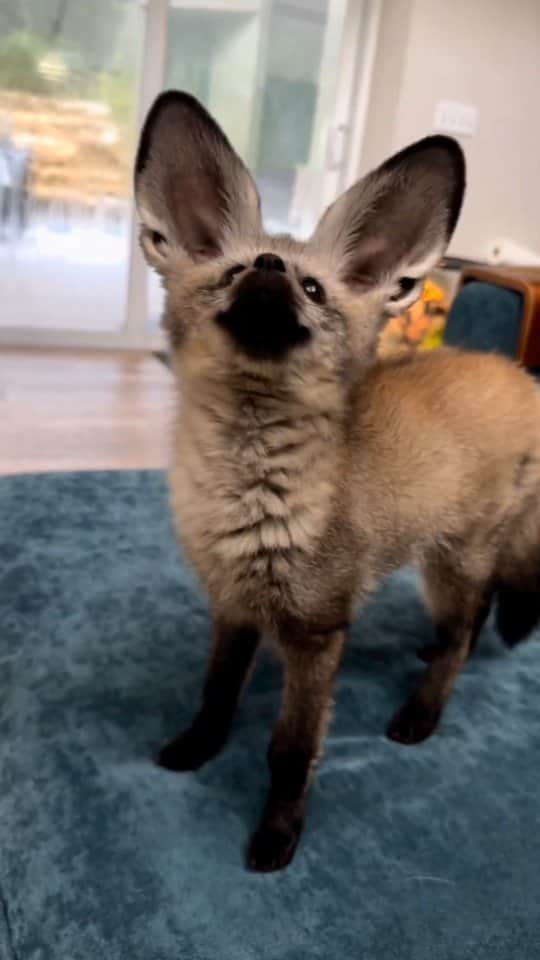 Cute baby animal videos picsのインスタグラム：「Look at his ears. How big they are 👂 Song : Maybe @skars  Check it out 💕 - - Follow us @cutie.animals.page for more !! 💙 - - Credit 📸 @ DM for removal)🙏🏻 - - #animals #nature #animal #pets #love #cute #wildlife #pet #cats #dog #photography #dogs #instagram #cat #naturephotography #of #photooftheday #dogsofinstagram #animallovers #wildlifephotography #petsofinstagram #birds #catsofinstagram #instagood #petstagram #art #animalsofinstagram #puppy #bird #bhfyp .」